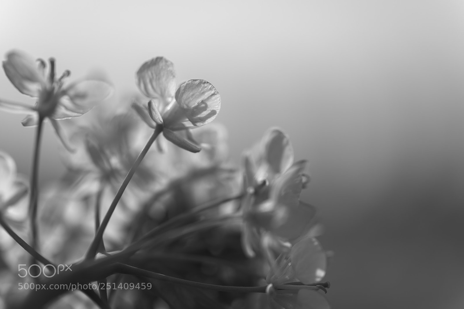 Nikon D850 sample photo. A stamen's shadow photography