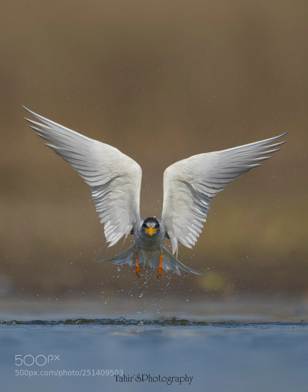 Nikon D500 sample photo. Wings in motion photography