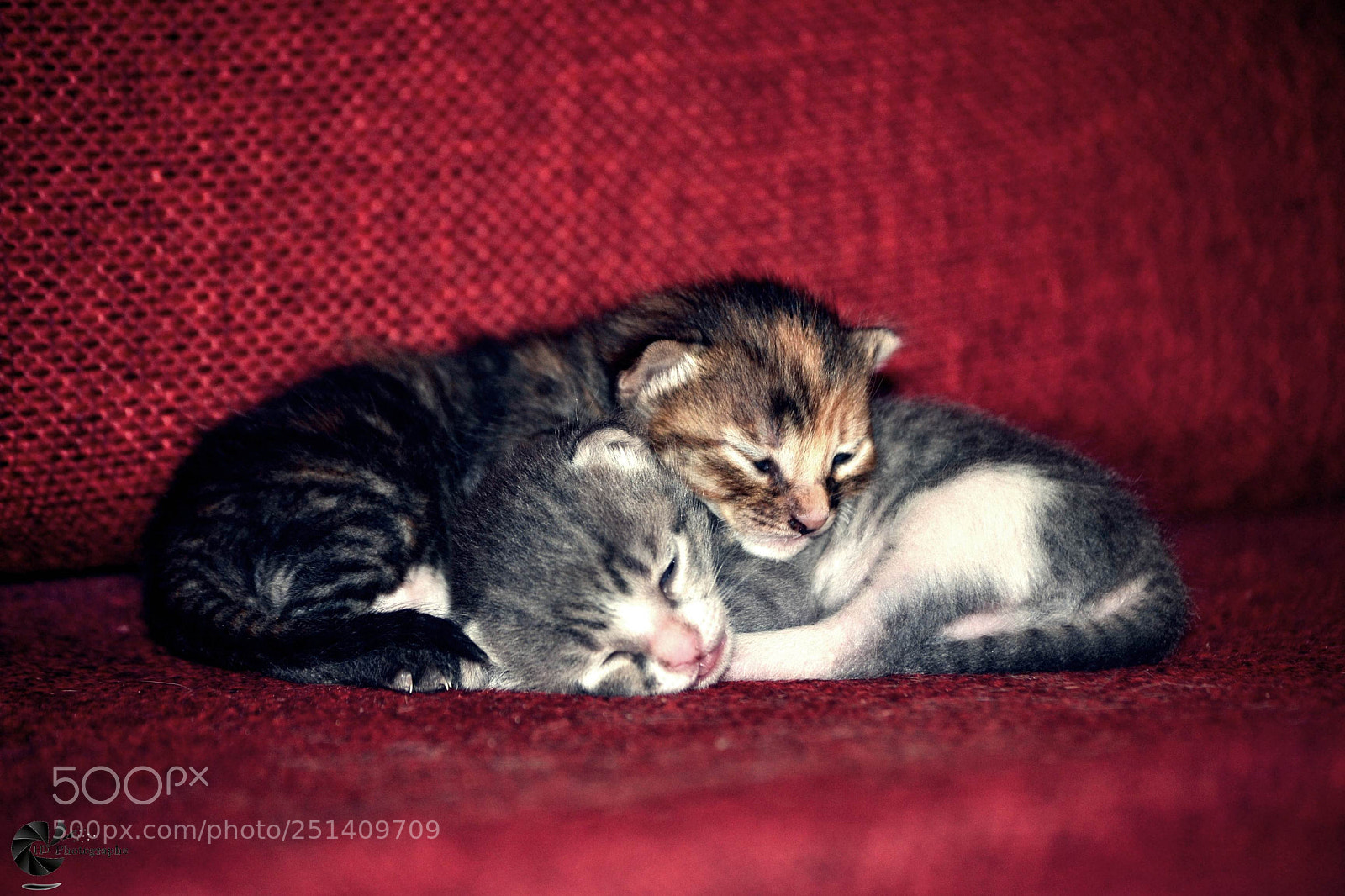 Nikon D3100 sample photo. C photography