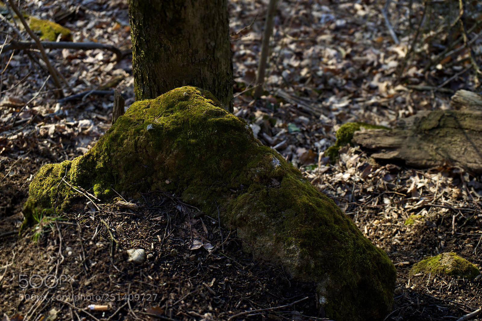Sony a7 sample photo. Moss photography