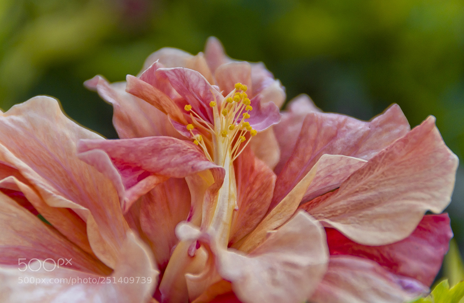 Nikon D3100 sample photo. Pink photography