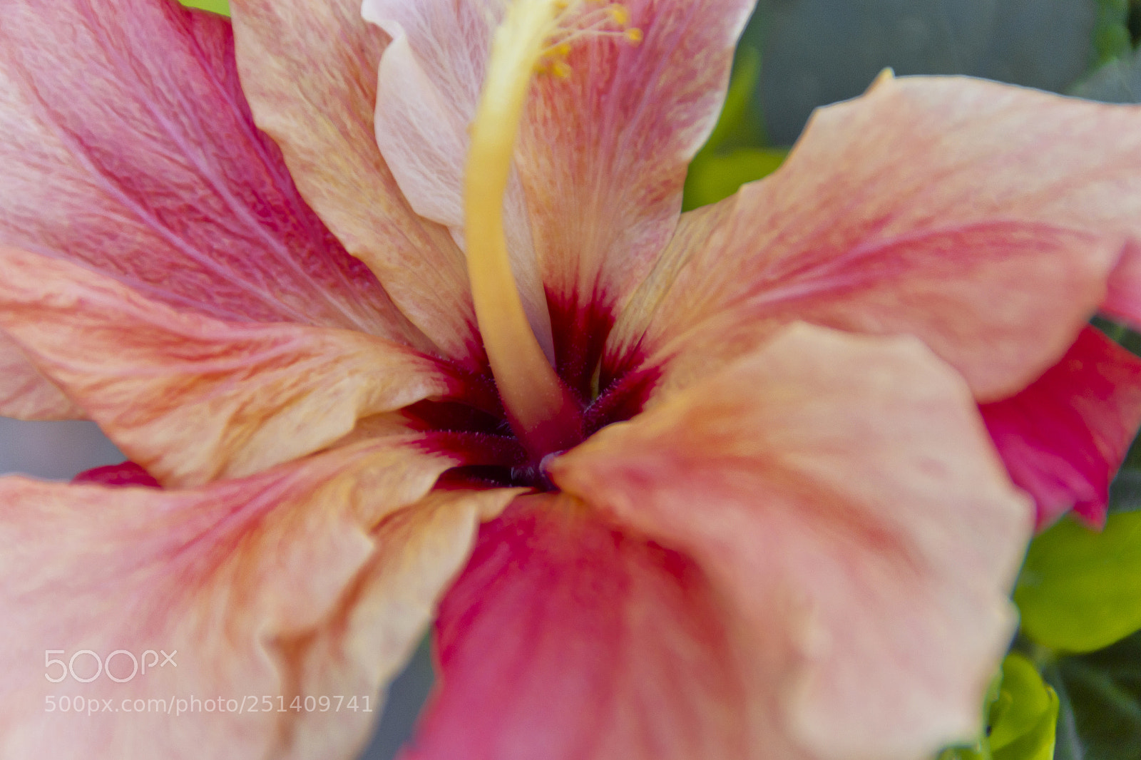 Nikon D3100 sample photo. Pink photography