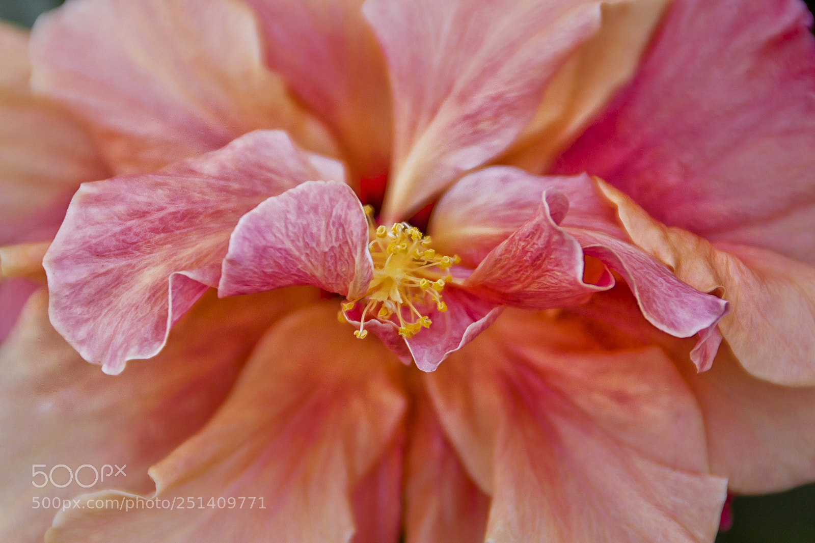 Nikon D3100 sample photo. Pink photography