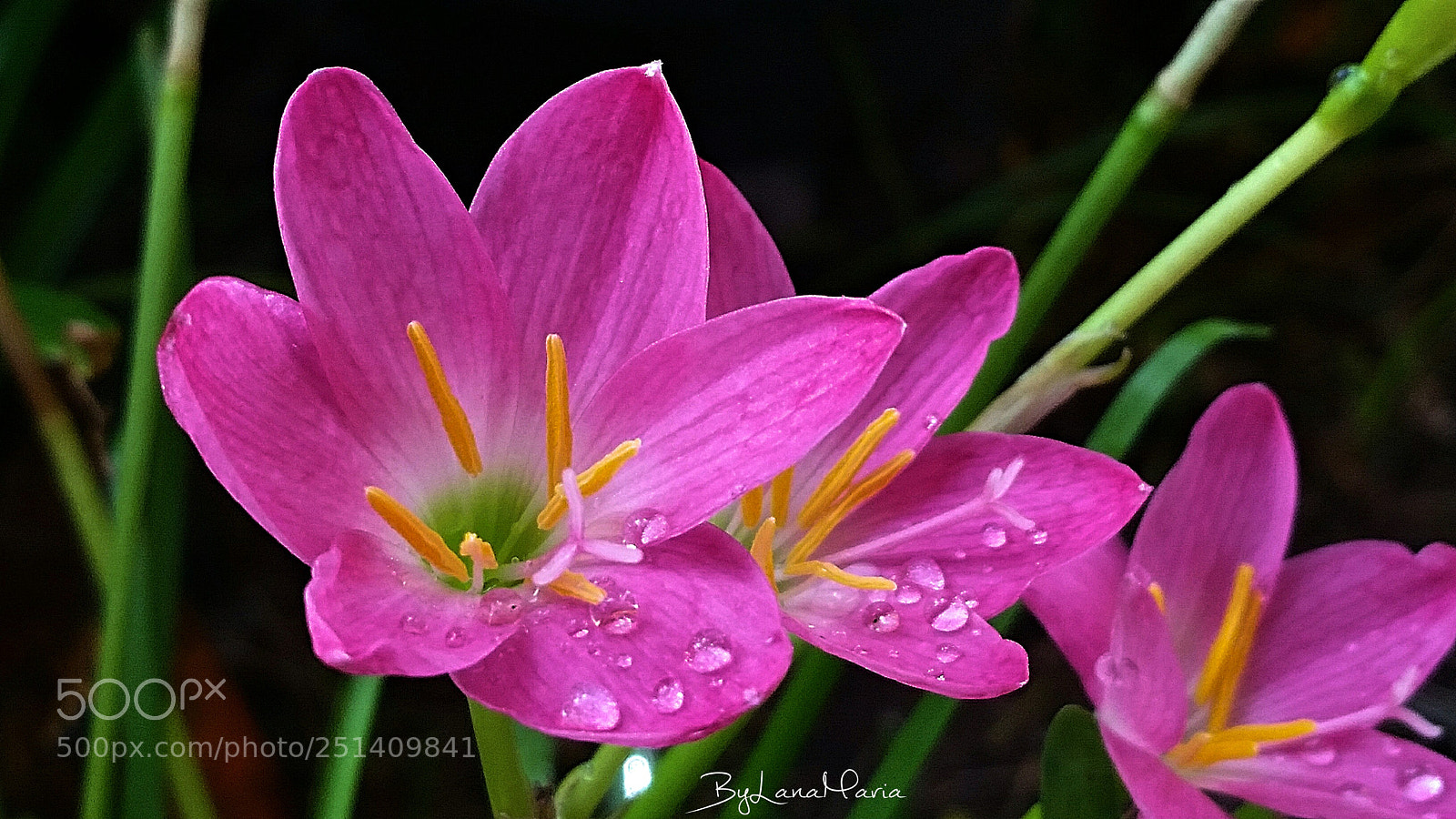 Samsung Galaxy S5 sample photo. Delicacy in bloom ... photography