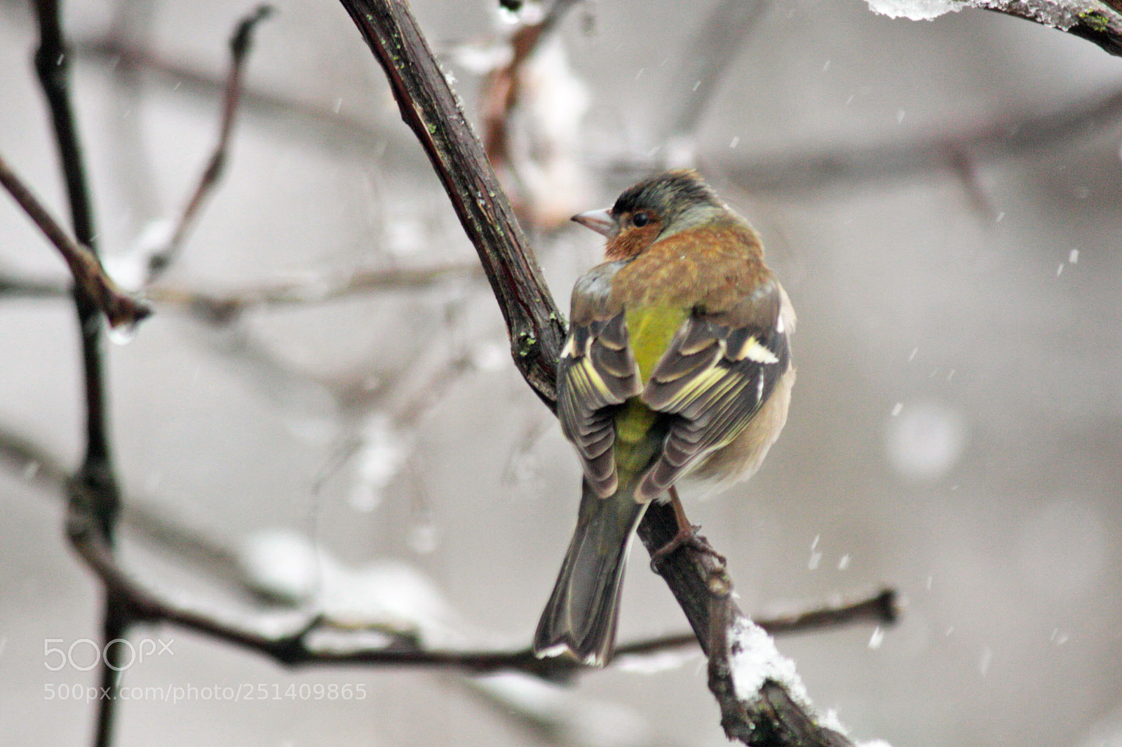 Canon EOS 50D sample photo. Finch photography