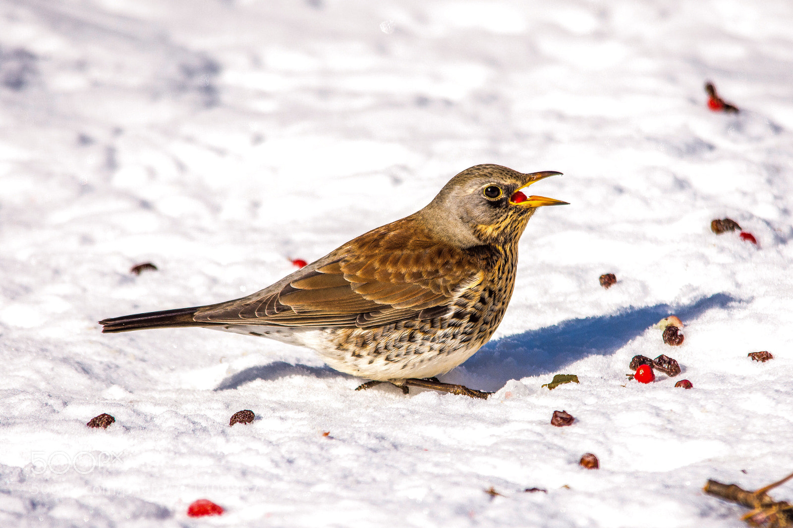 Nikon D7200 sample photo. Fieldfare photography