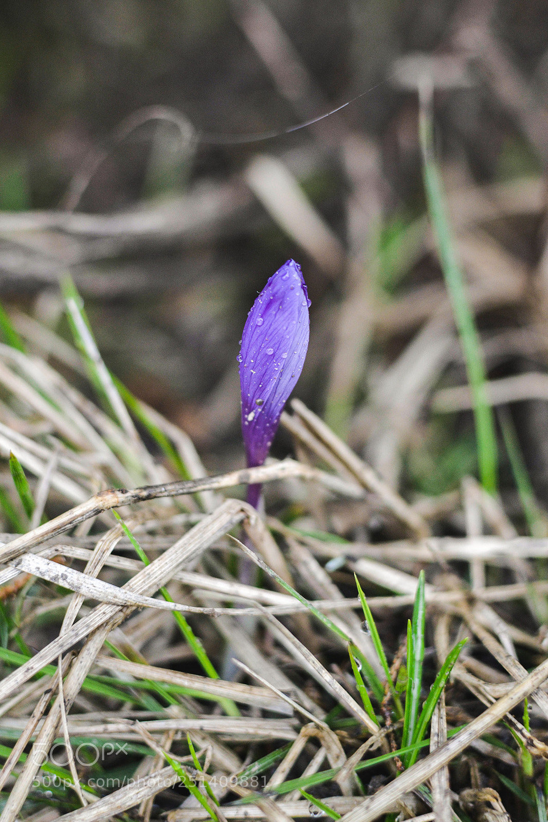 Nikon D3100 sample photo. Crocus photography