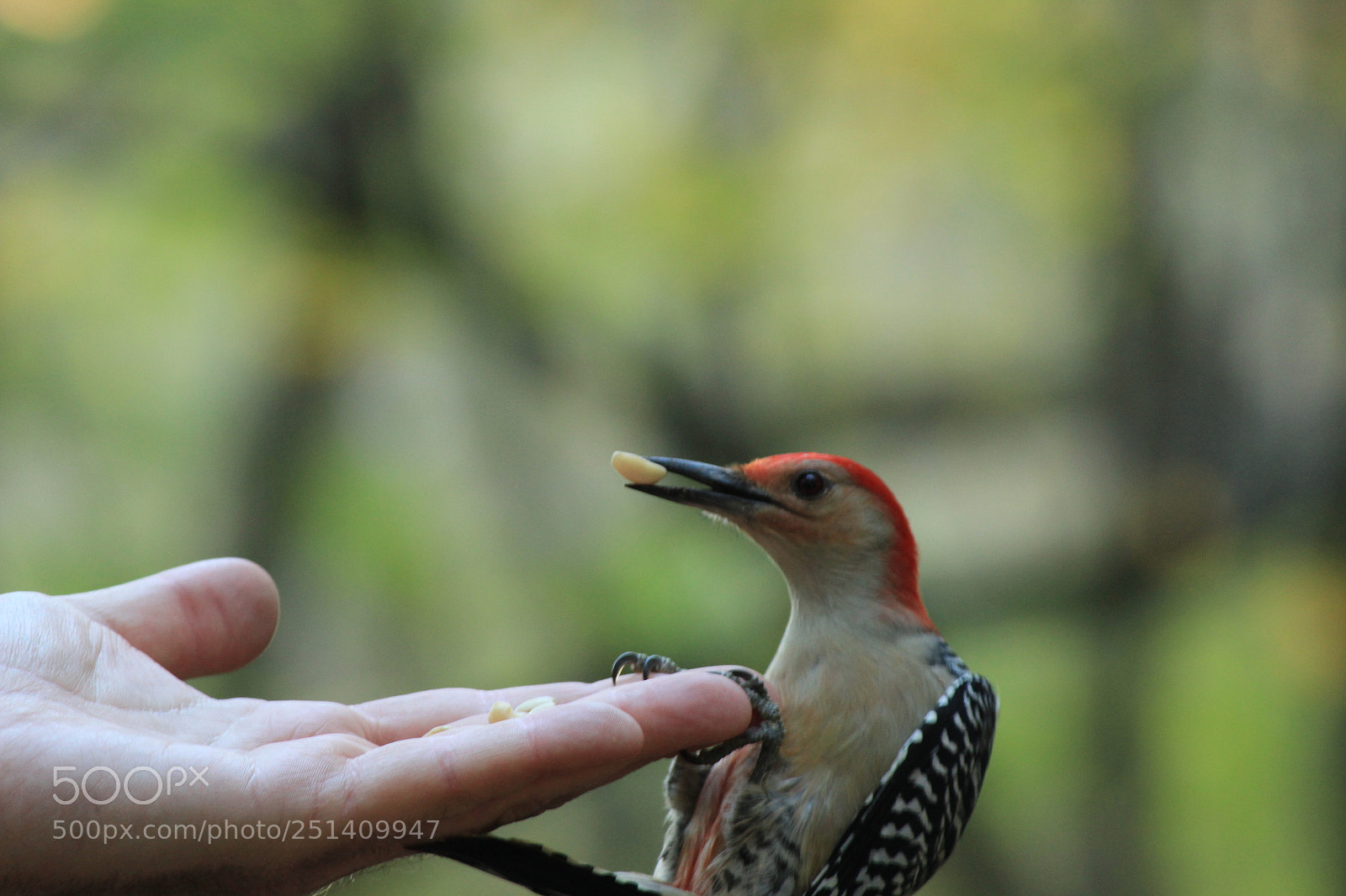 Canon EF-S 55-250mm F4-5.6 IS II sample photo. Feeding the pecker !! photography
