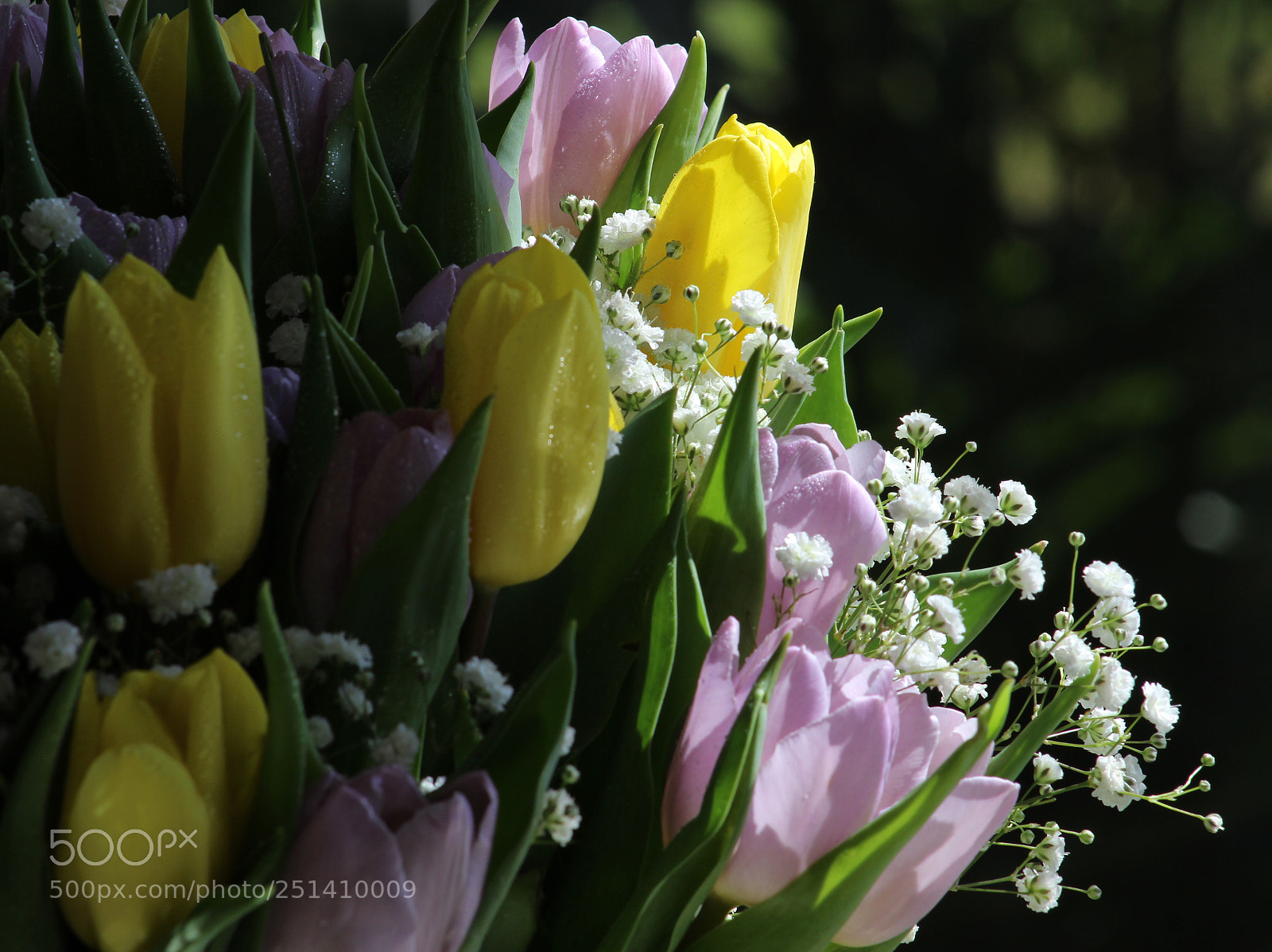 Canon EOS 600D (Rebel EOS T3i / EOS Kiss X5) sample photo. The morning flowers photography