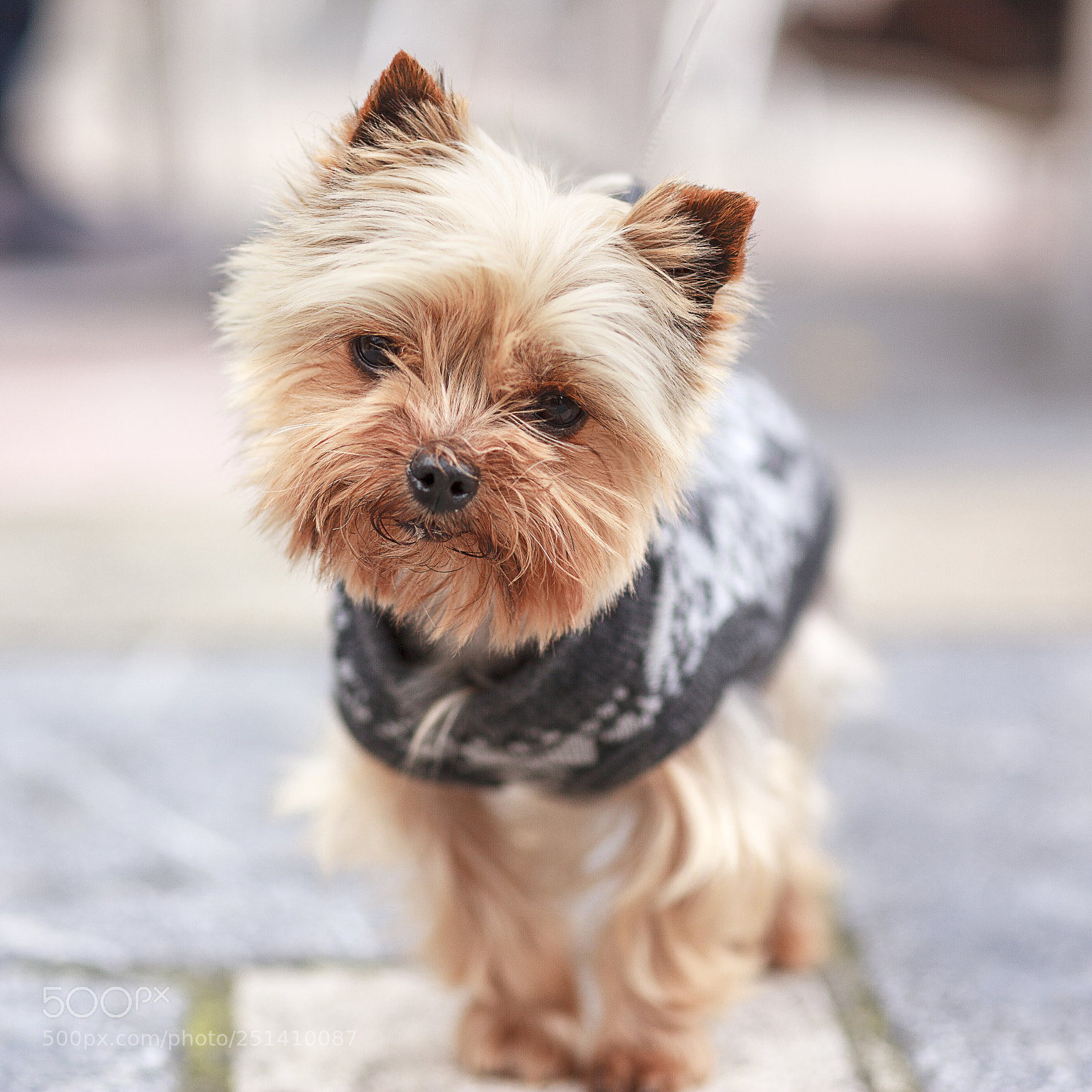 Canon EOS 5D Mark II sample photo. Cute yorkshire dog portrait photography