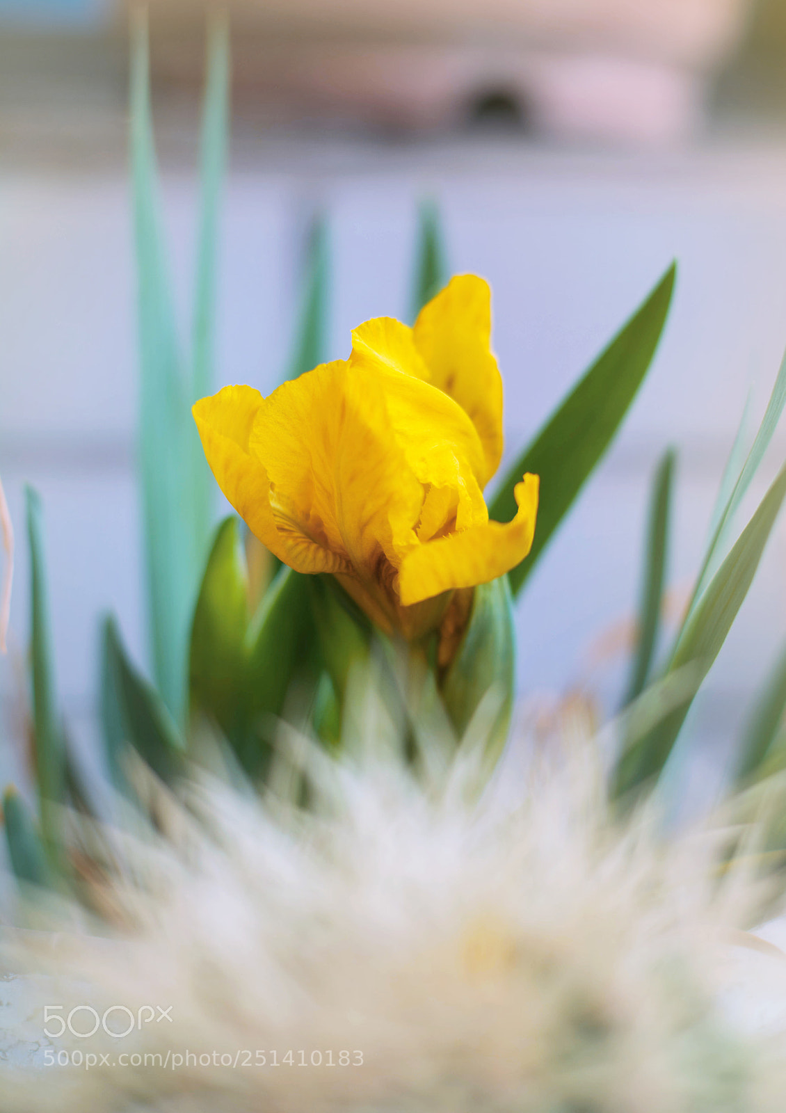 Nikon D5200 sample photo. Flower photography
