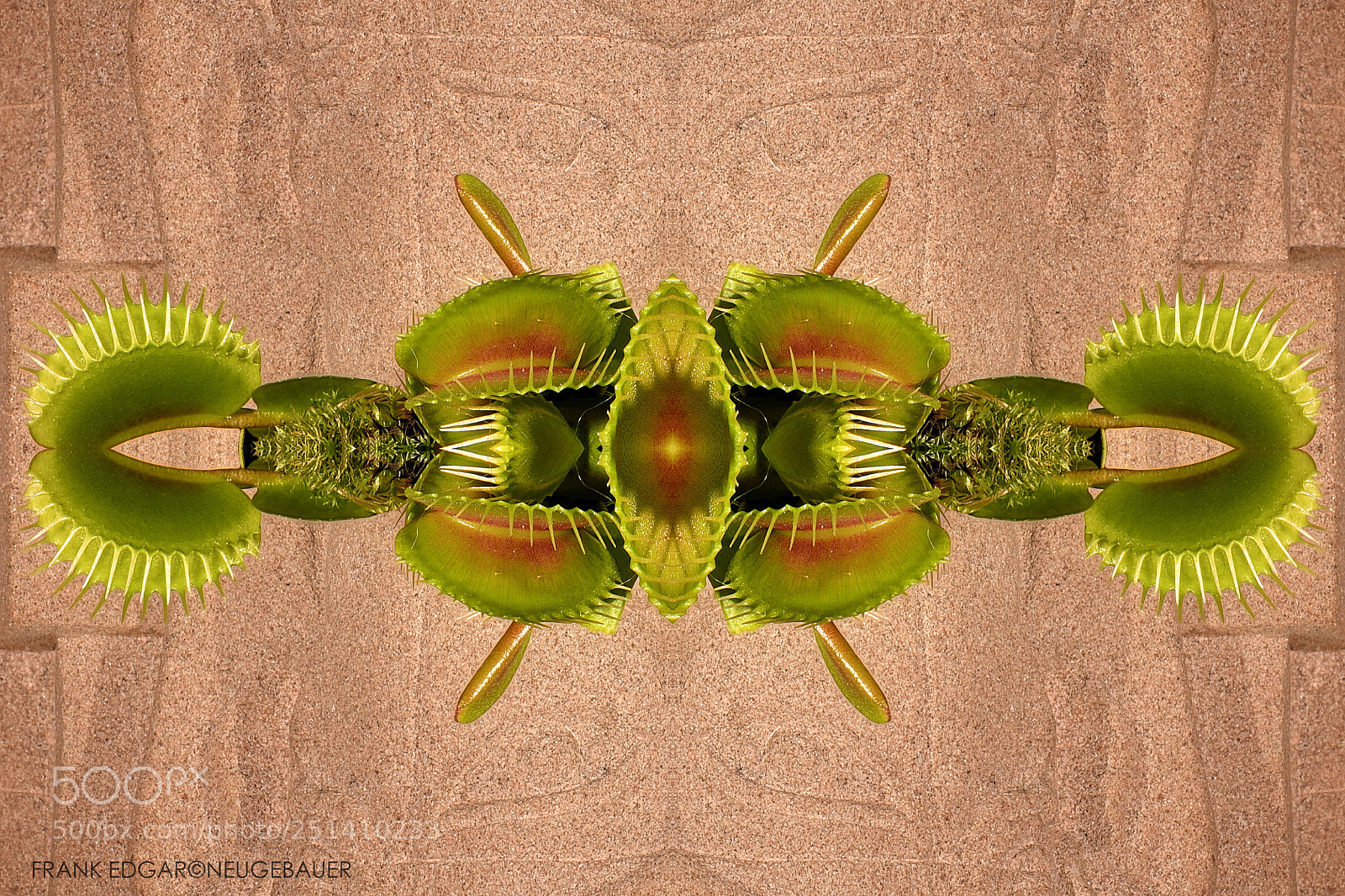 Nikon D500 sample photo. Venus flytrap creative px photography