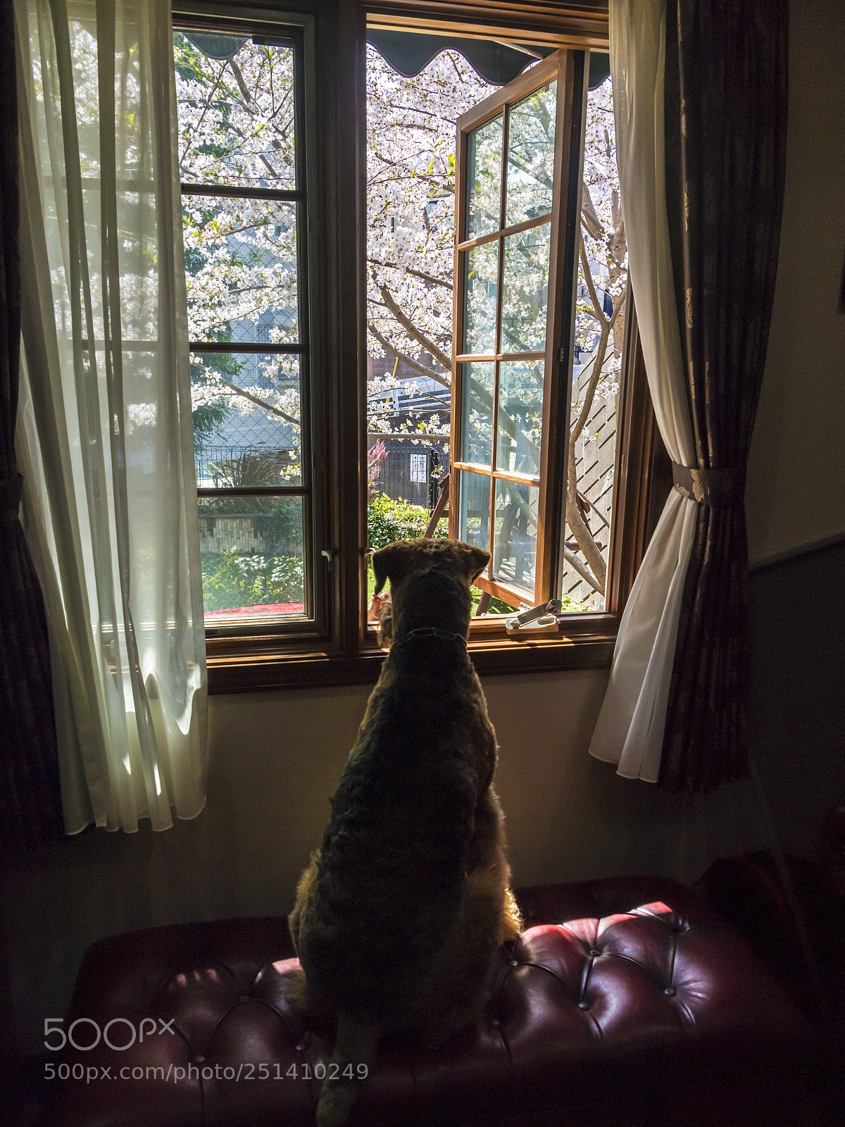Nikon D5 sample photo. He loves cherry blossom photography