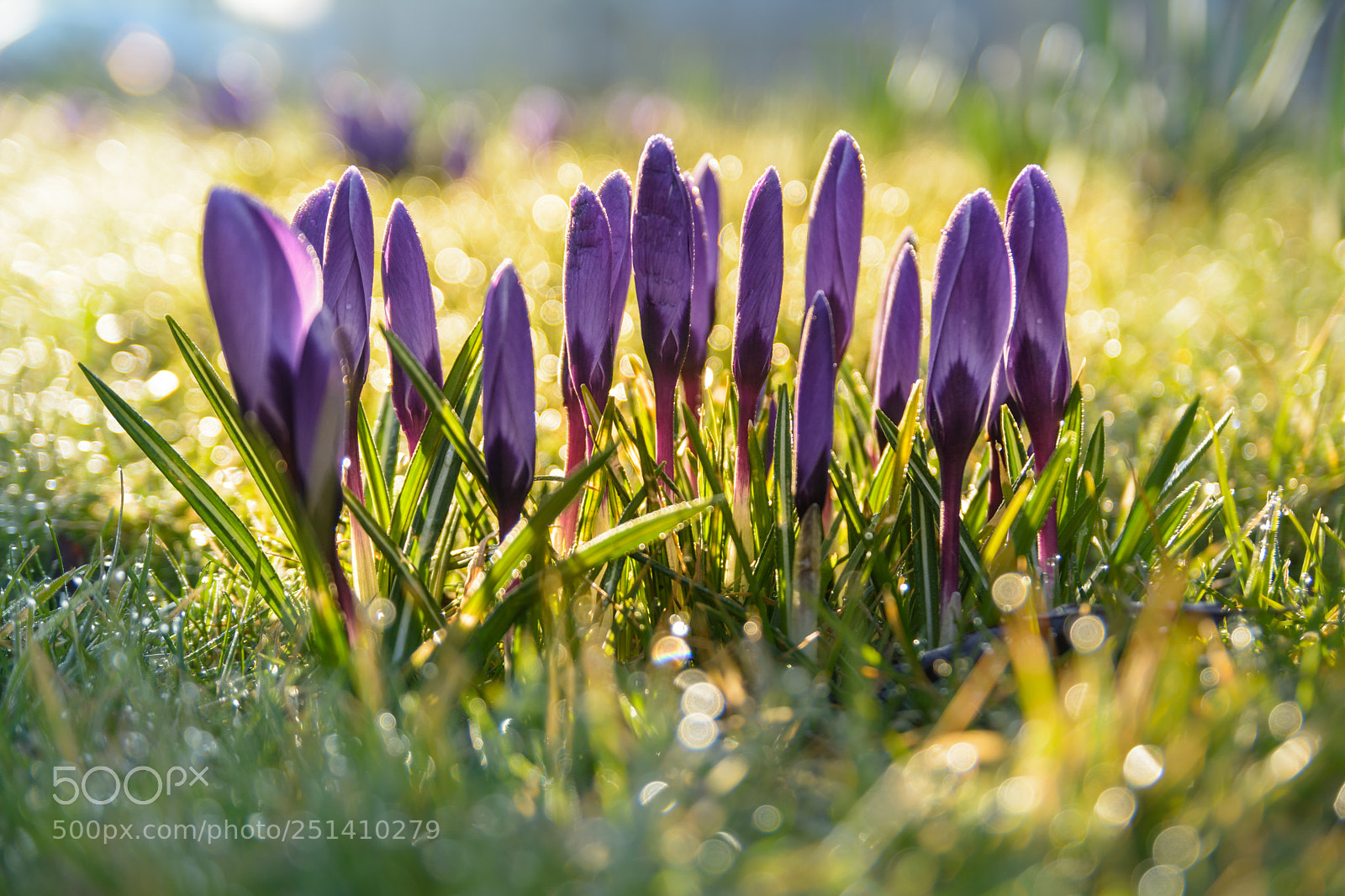 Nikon D7100 sample photo. Springtime! photography