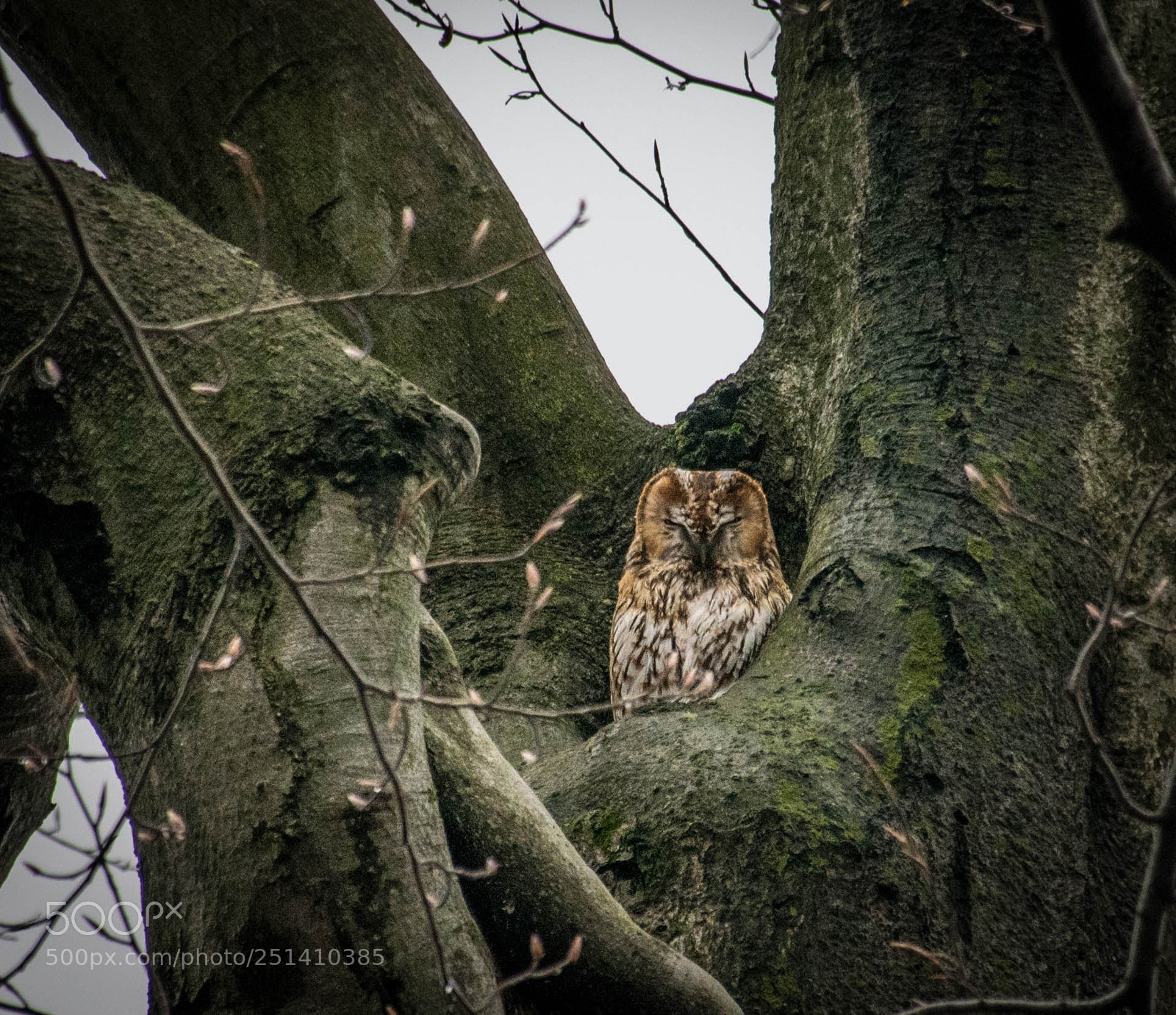 Nikon D5300 sample photo. The guardian of the photography