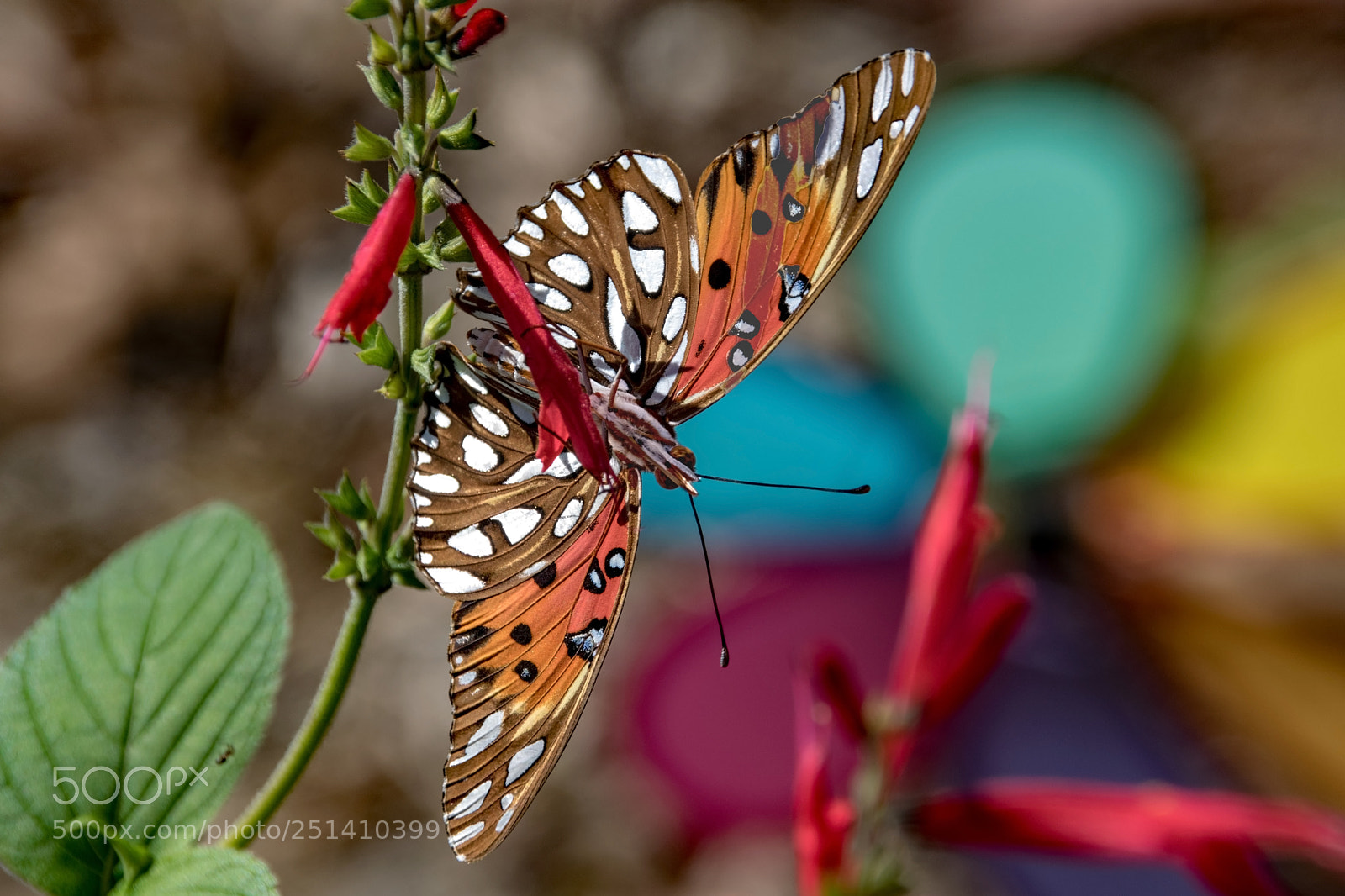 Nikon D5300 sample photo. Gulf fritillary on pineapple photography