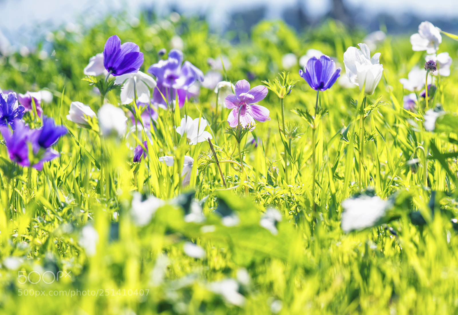 Nikon D810 sample photo. Anemones. a lot photography
