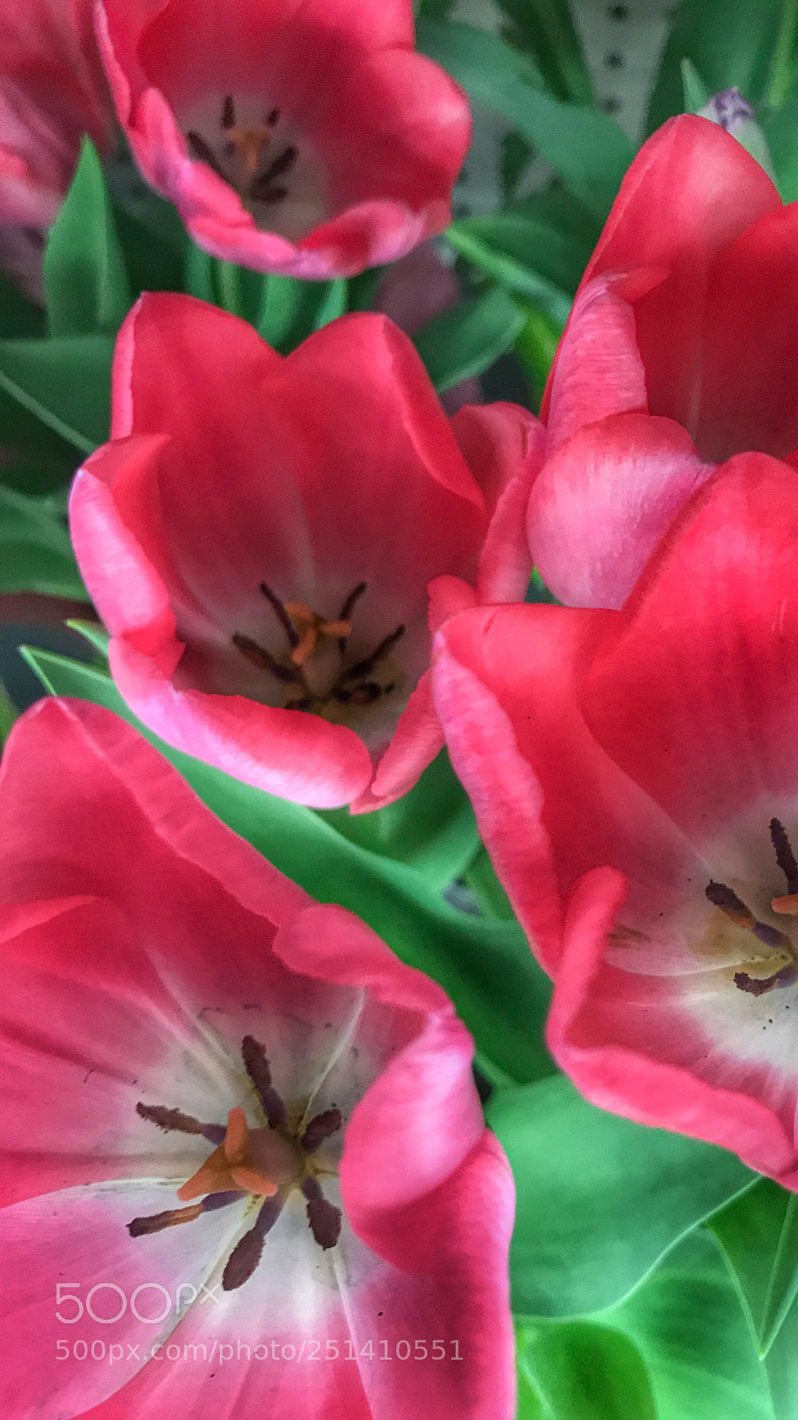 Apple iPhone 7 Plus sample photo. Spring time! photography