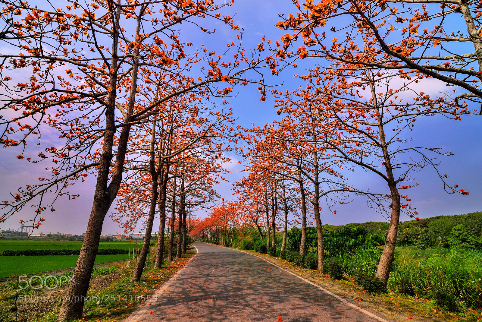 Nikon D610 sample photo. East-luoxi river kapok tree photography