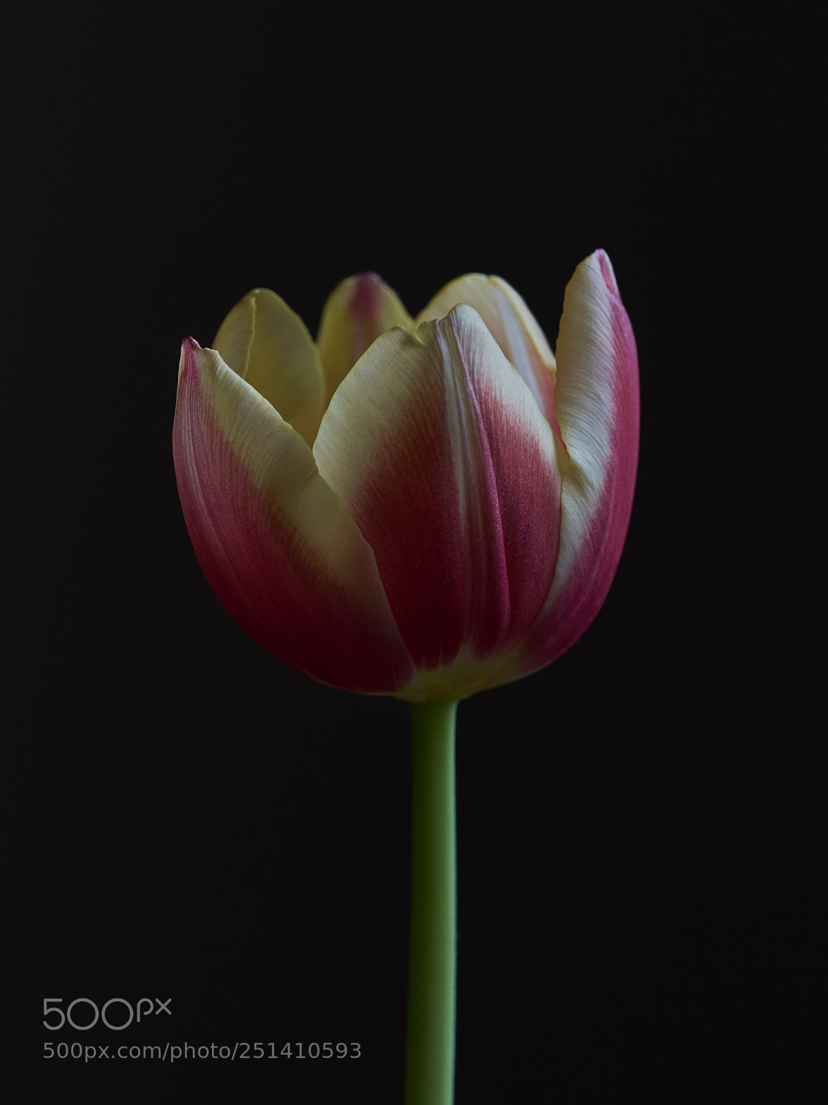 Nikon D7200 sample photo. Red and yellow photography