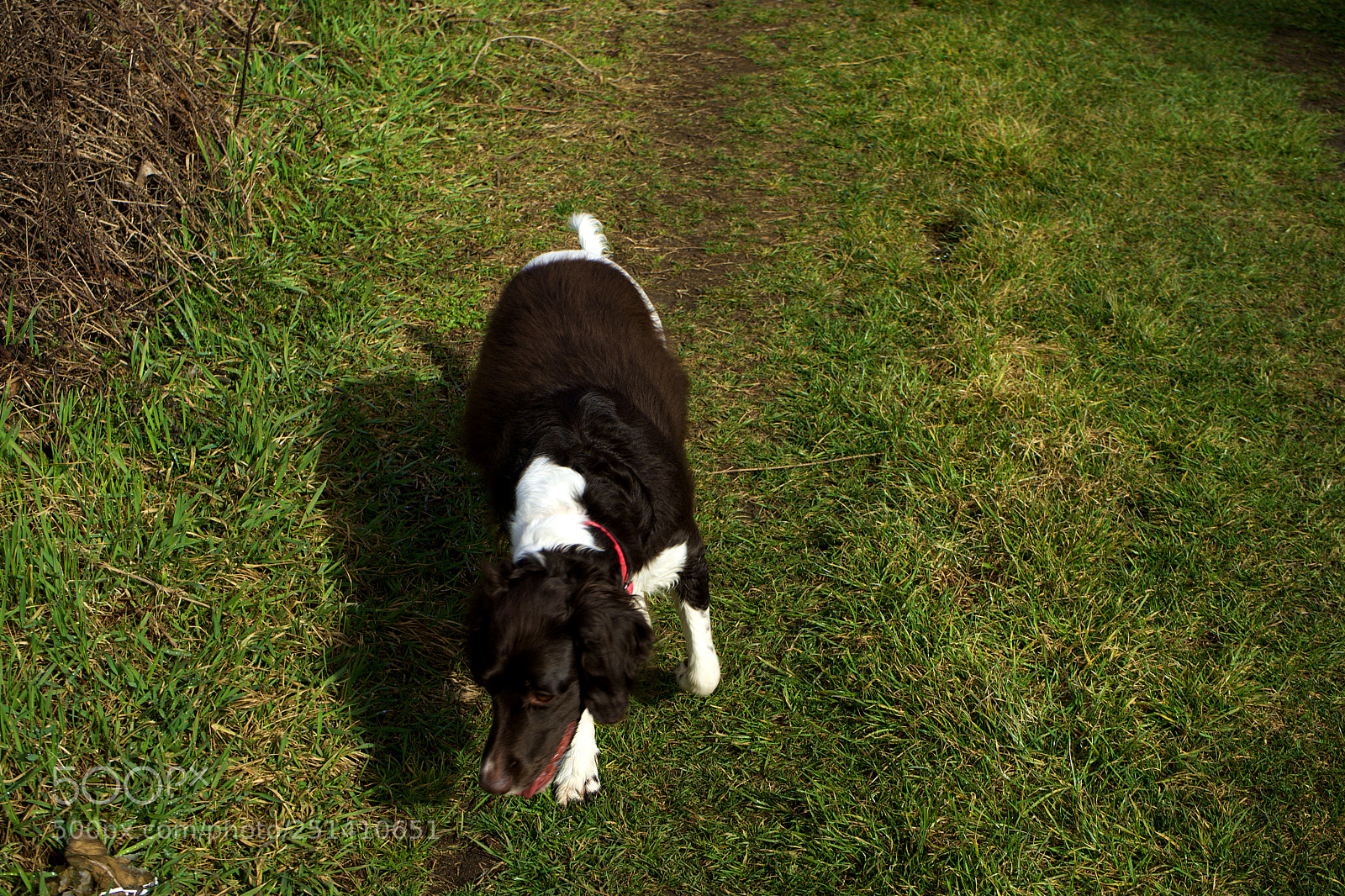 Sony a7 sample photo. Cony on the walk photography