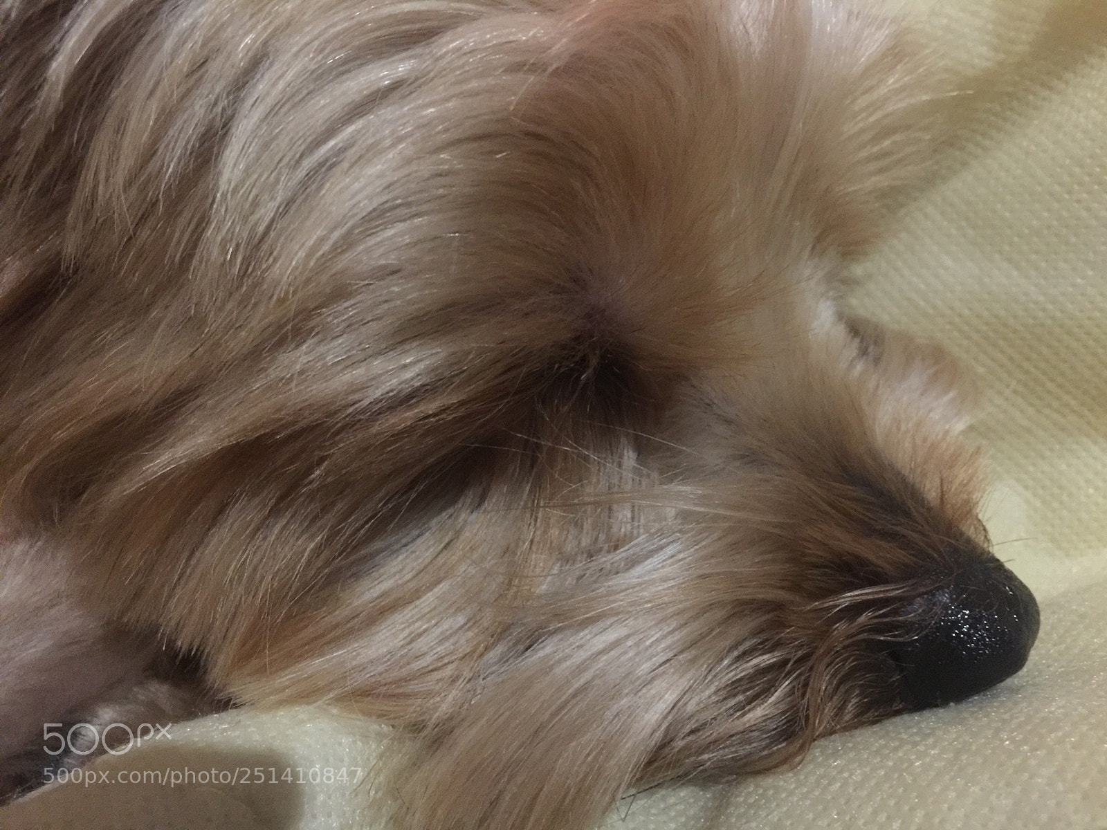Apple iPhone 6 Plus sample photo. Untitled photography