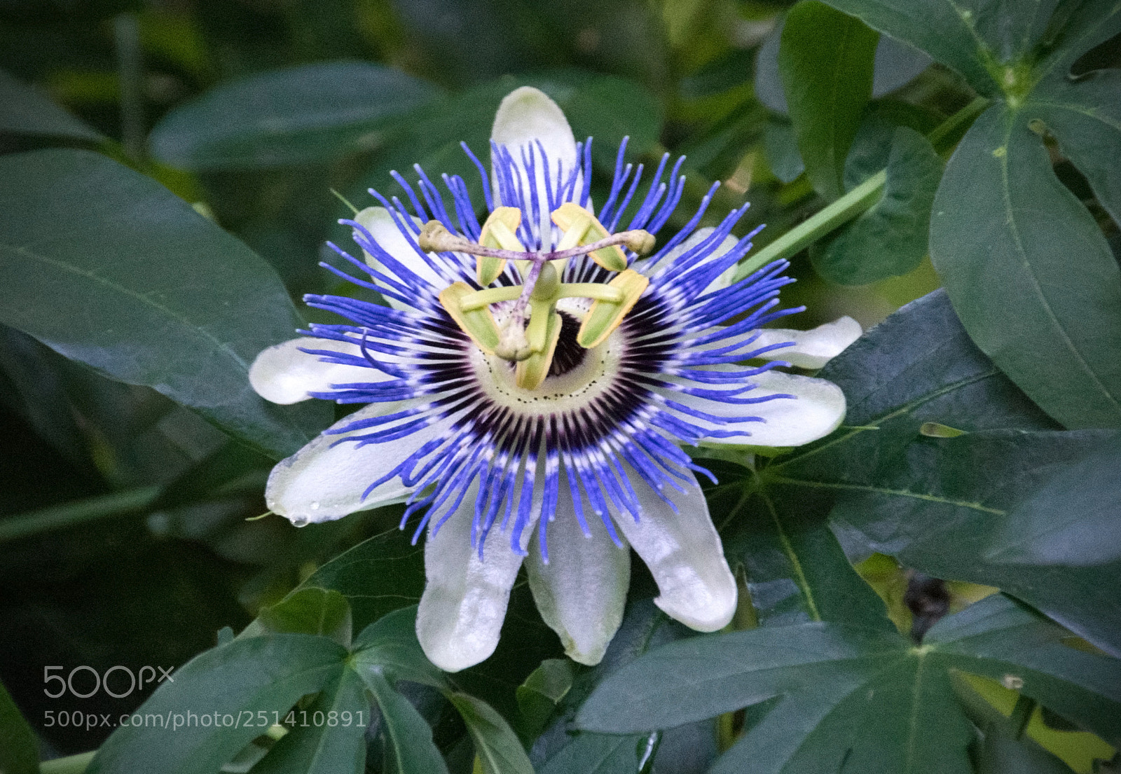 Nikon D5300 sample photo. Maypop photography