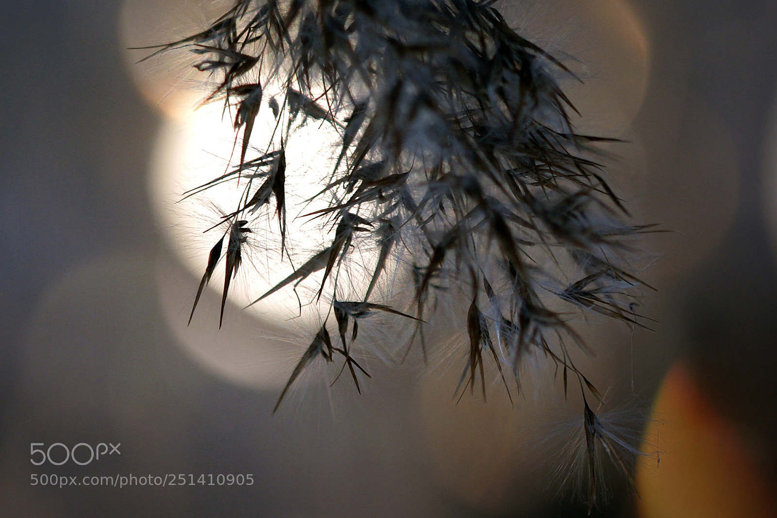 Sony Alpha DSLR-A700 sample photo. Seed_2 photography