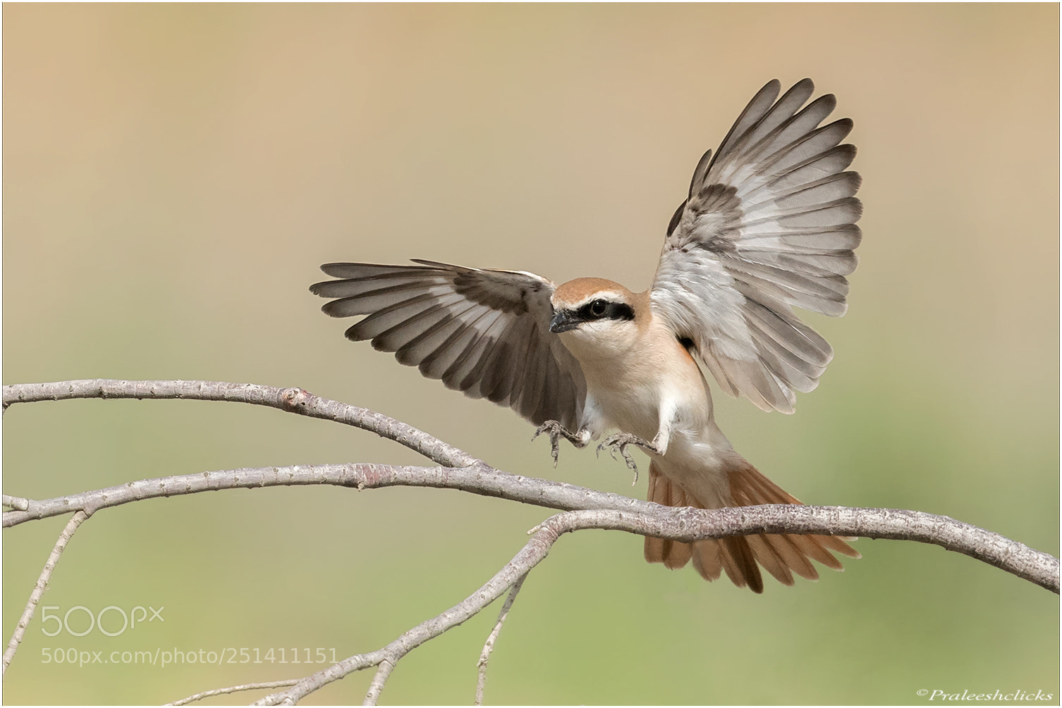 Nikon D500 sample photo. Turkestan shrike photography