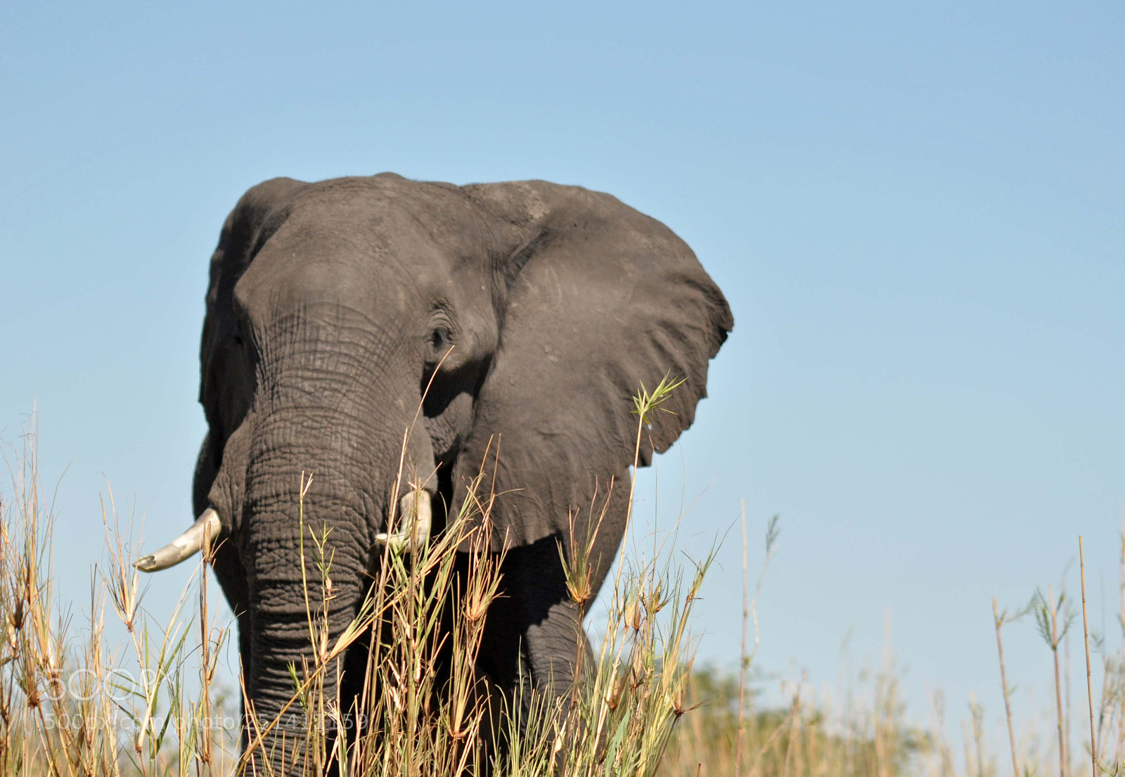 Nikon D90 sample photo. Just another elephant photography