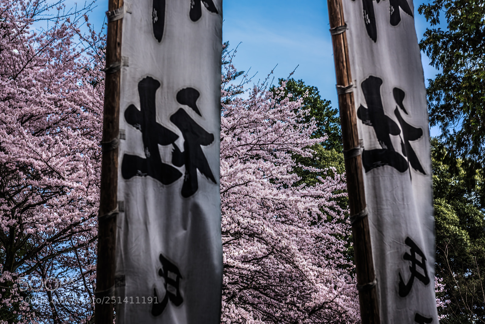 Nikon D810 sample photo. Spring festival* photography