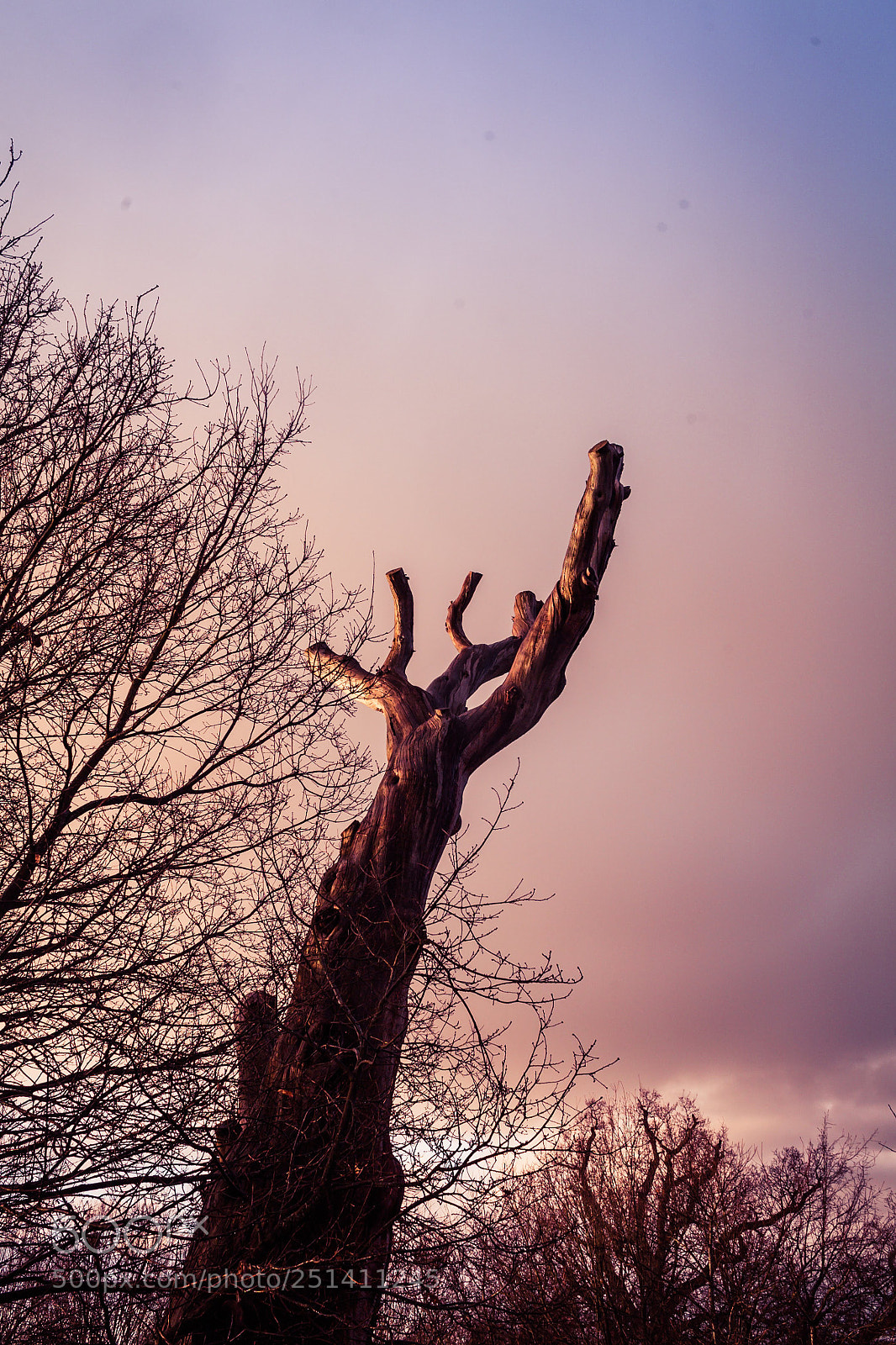 Canon EOS 5D sample photo. Reach out photography