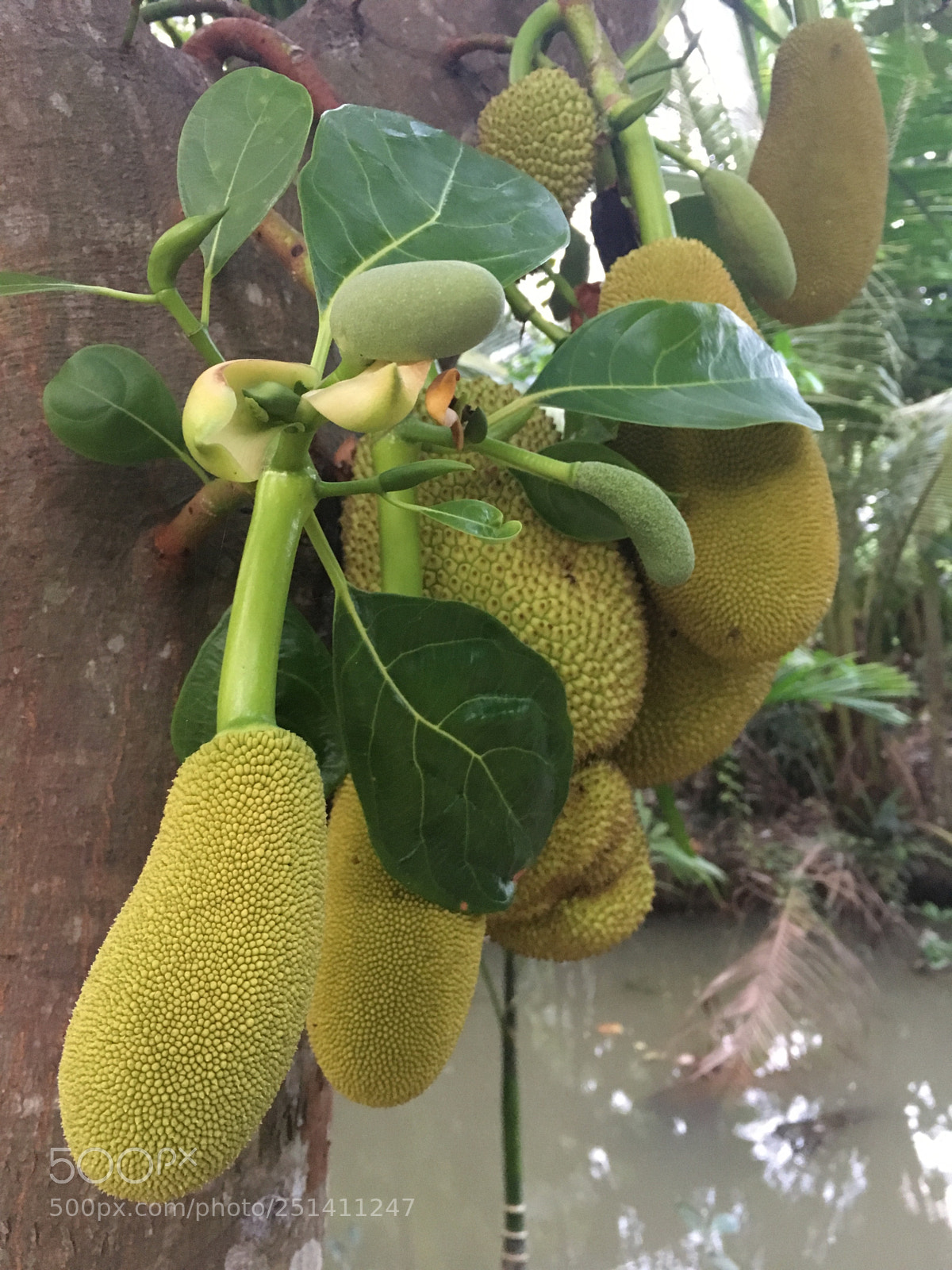 Apple iPhone 6s sample photo. Artocarpus heterophyllus
 photography