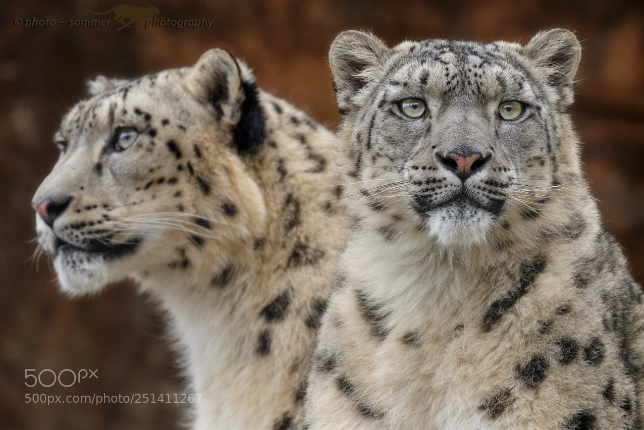 Canon EOS 70D sample photo. Snow leopard photography