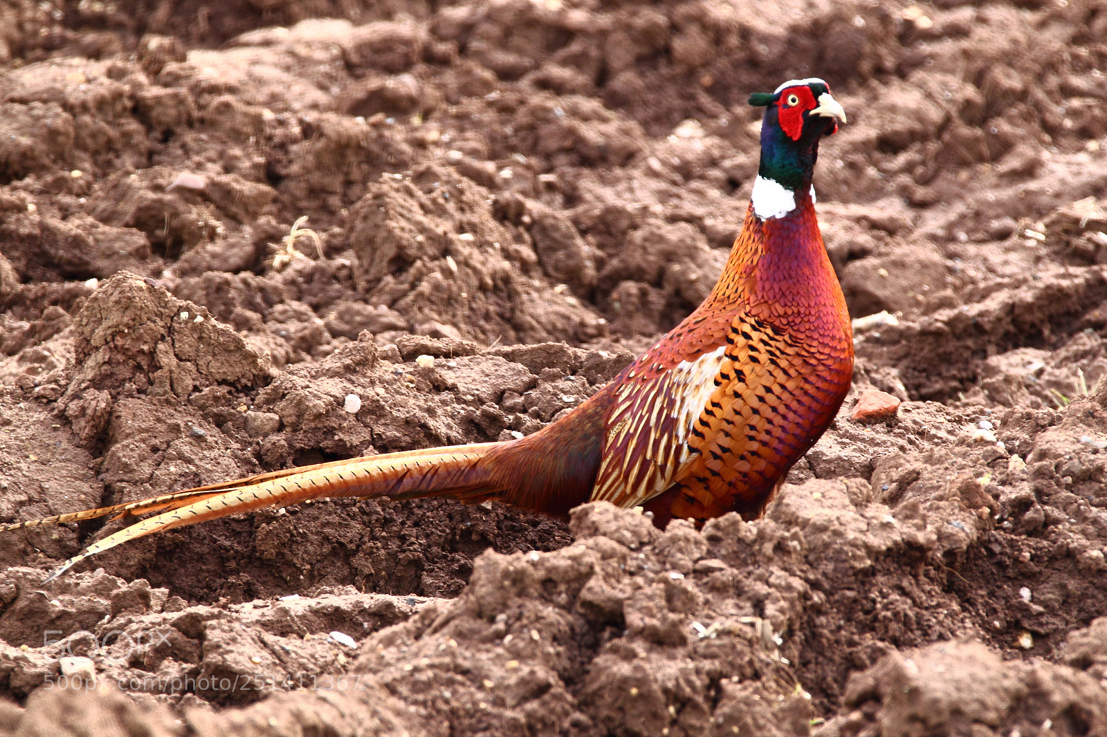 Canon EOS-1D Mark IV sample photo. Pheasant 2 photography