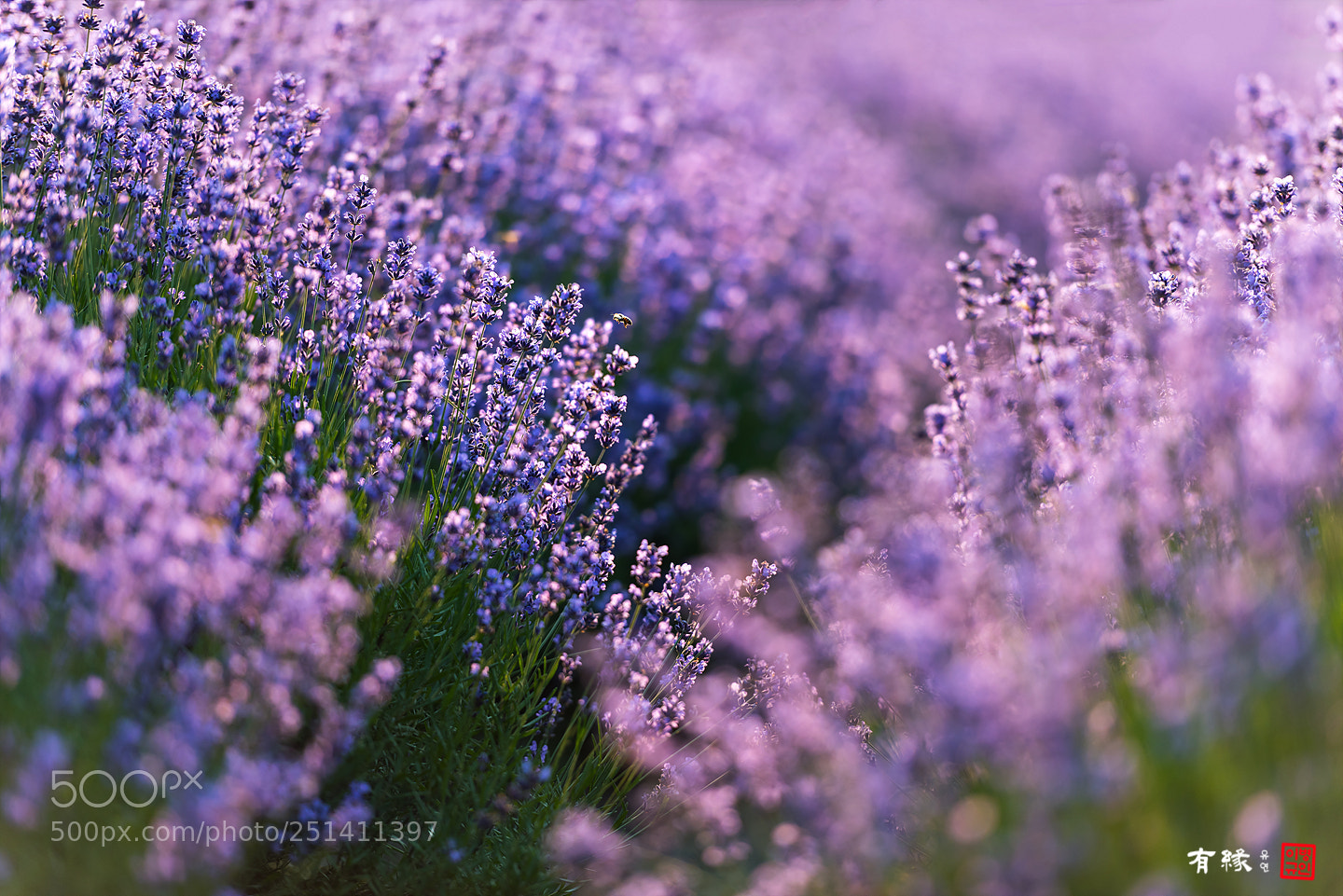 Nikon D810 sample photo. . photography