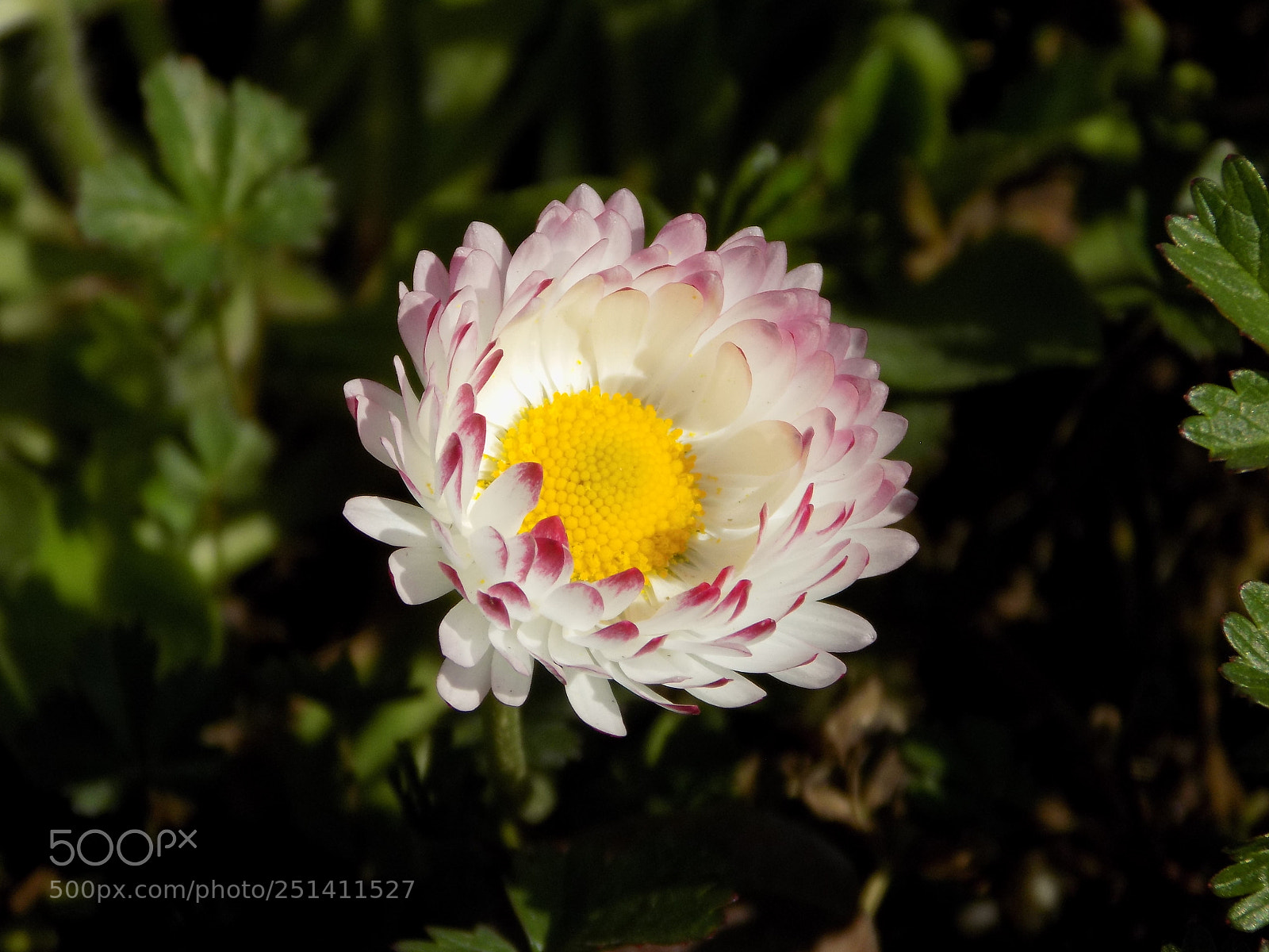 Nikon COOLPIX L340 sample photo. Beautiful flower photography