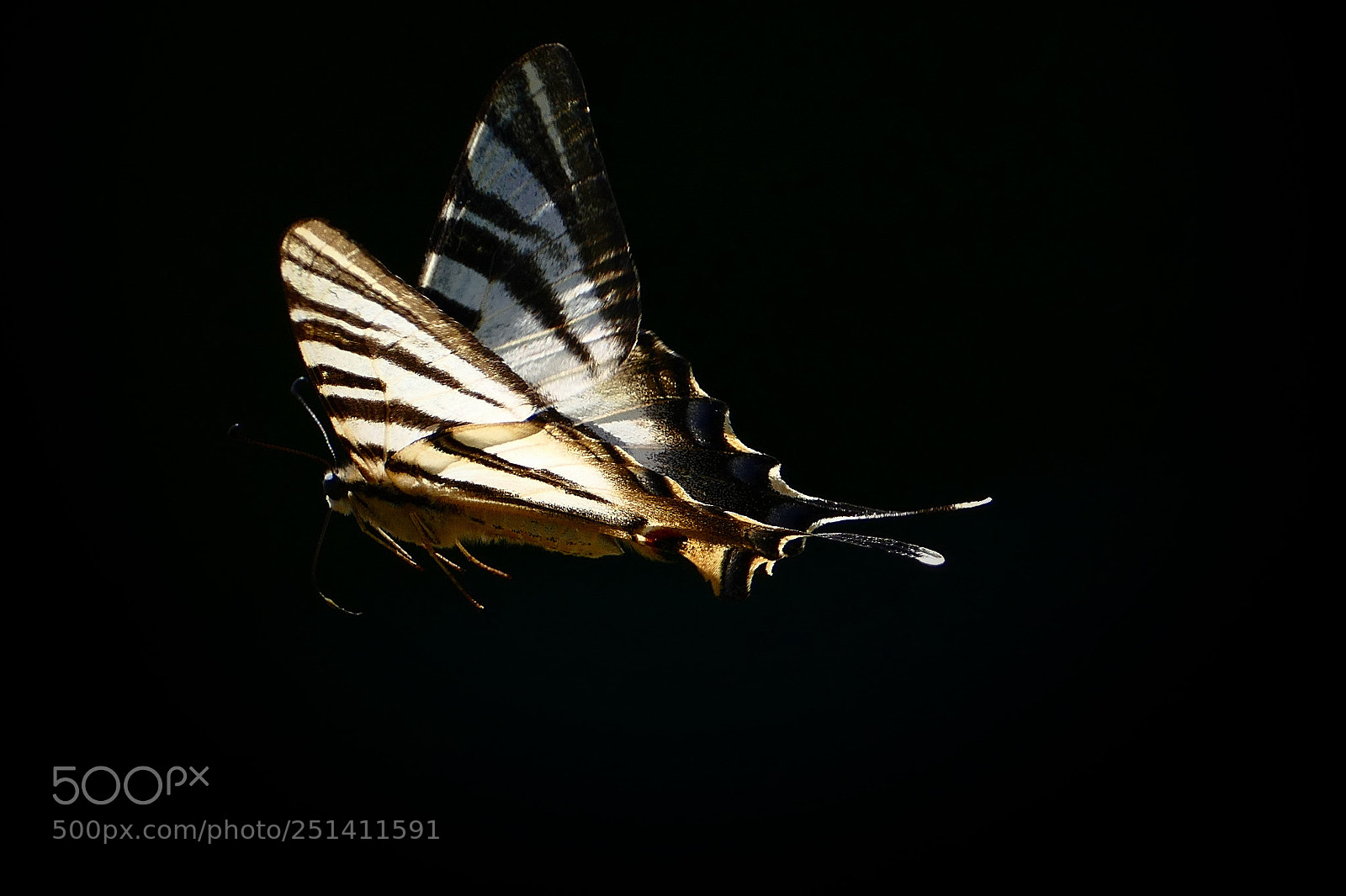 Panasonic Lumix DMC-FZ1000 sample photo. Borboleta zebra... photography