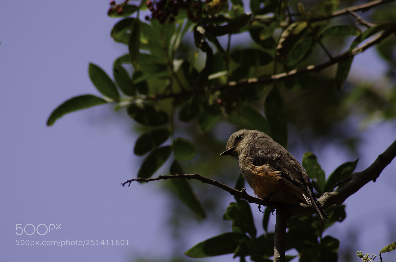 Nikon D5100 sample photo. Bird watching me! photography