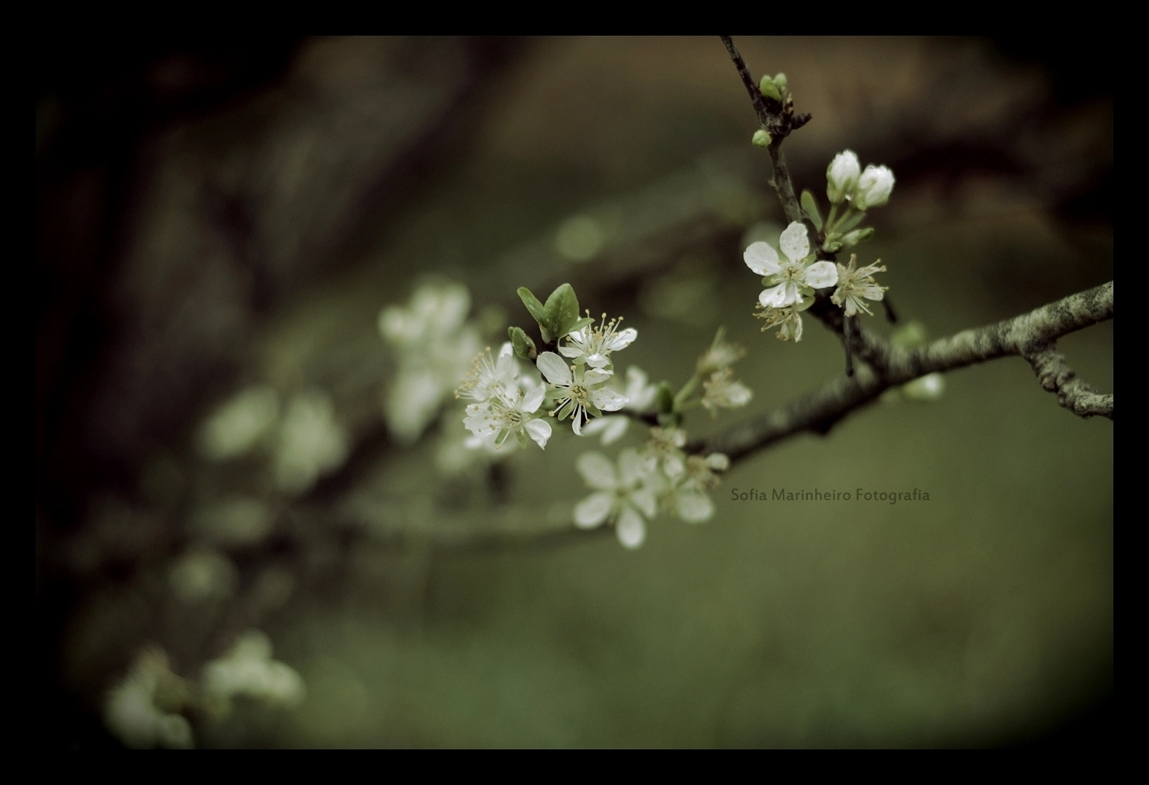 Nikon AF-S Nikkor 50mm F1.8G sample photo. . photography