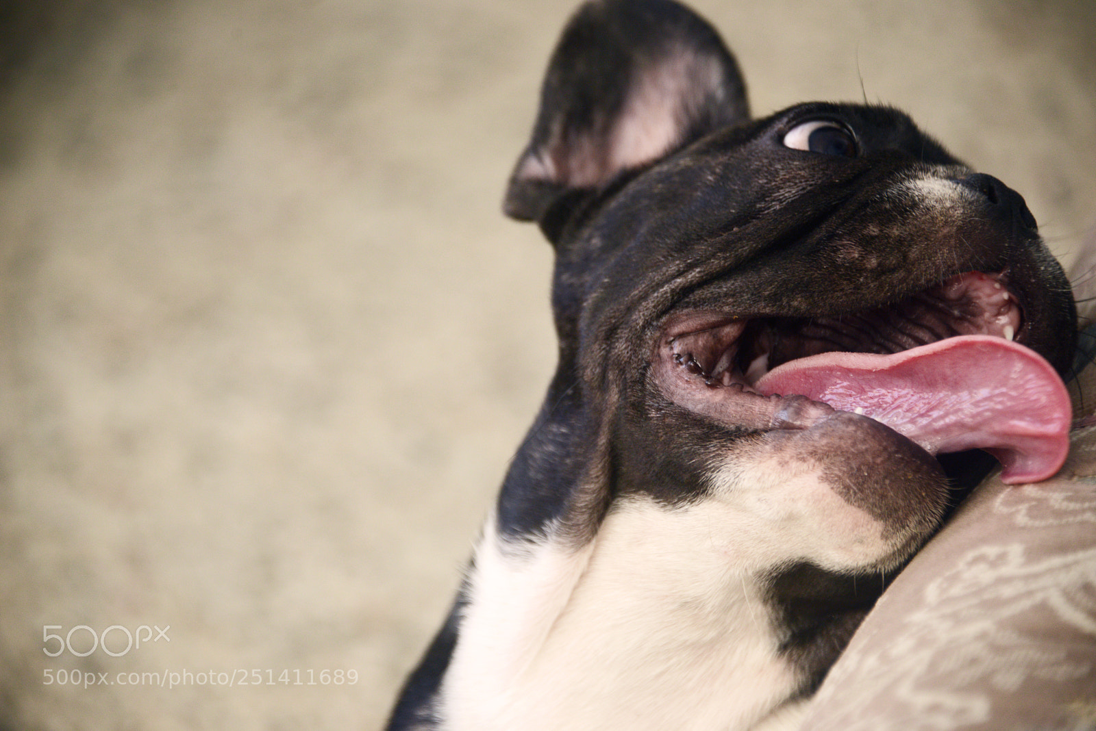 Nikon D800 sample photo. French bulldog puppy photography