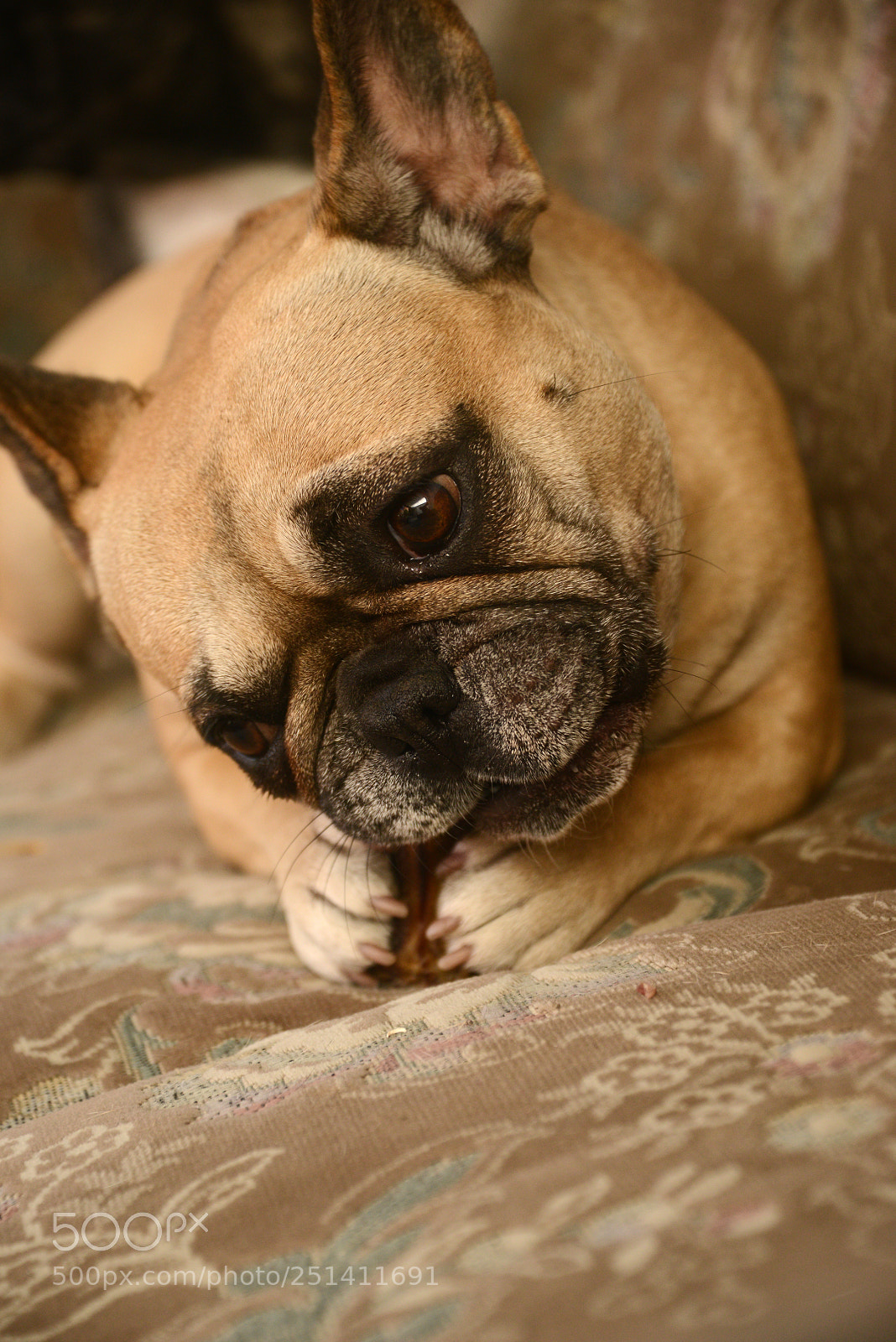 Nikon D800 sample photo. French bulldog photography