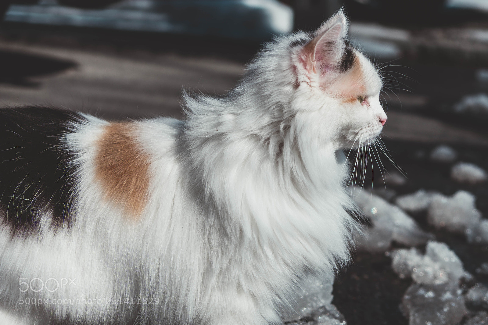 Fujifilm X-T20 sample photo. Cat photography