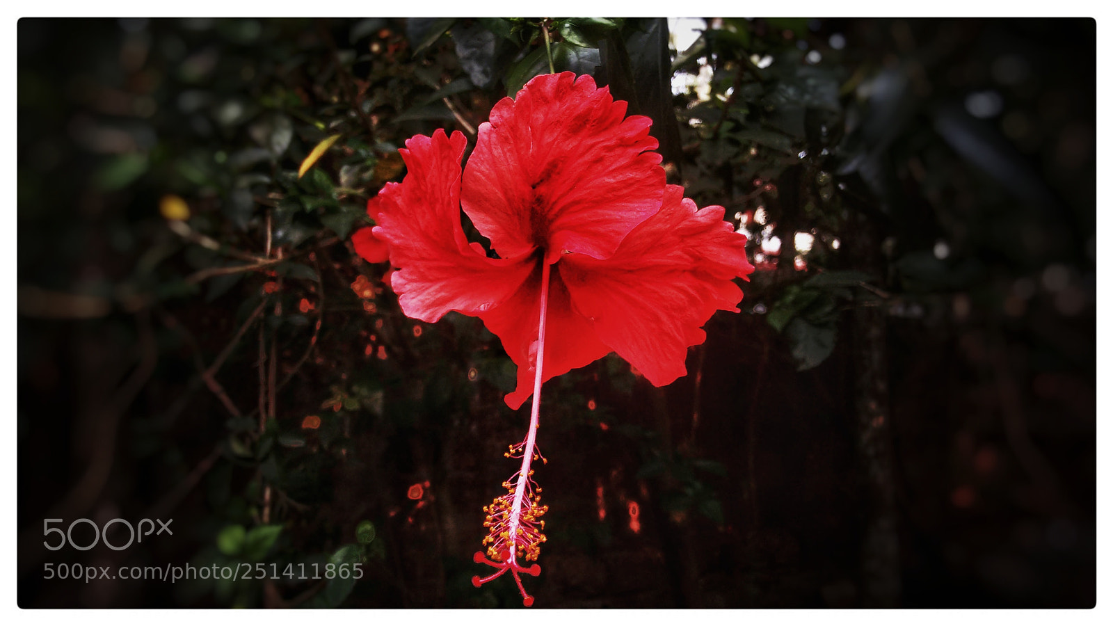 Motorola Moto G (2nd Gen) sample photo. Red chembarathi photography