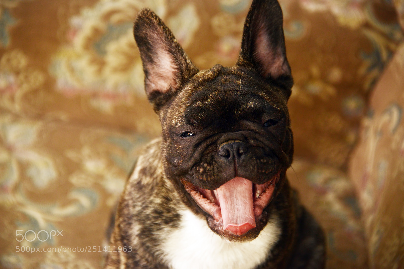Nikon D800 sample photo. Yawn photography