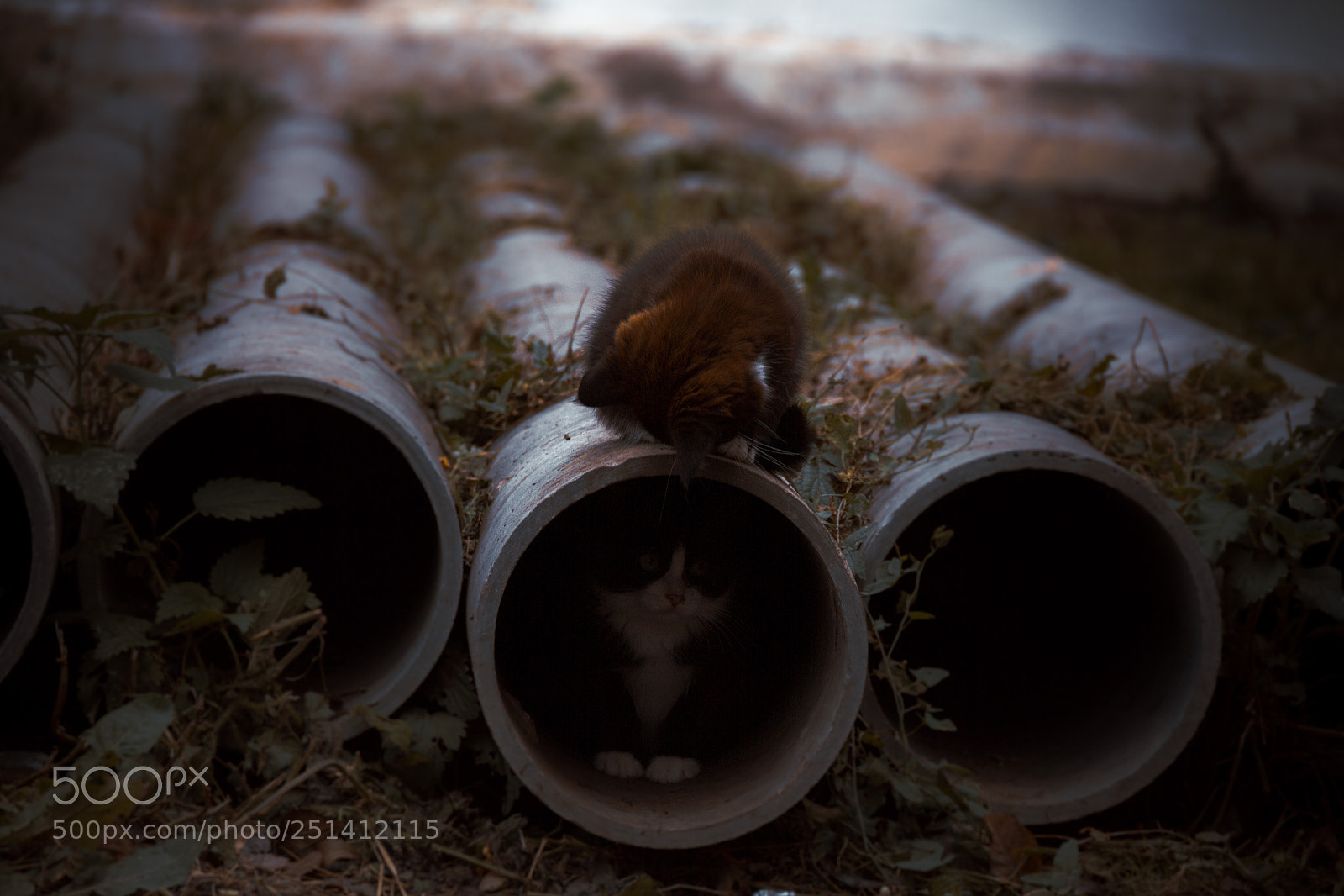 Canon EOS 7D sample photo. Cats photography