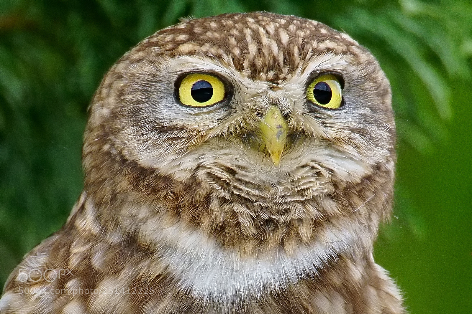 Sony ILCA-77M2 sample photo. Little owl / athene noctua photography