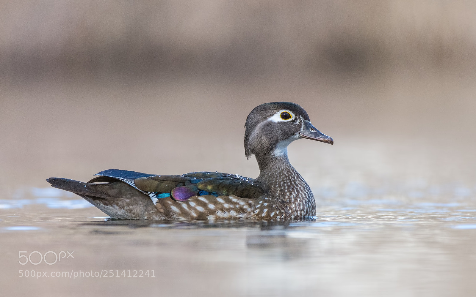 Nikon D7200 sample photo. Wood duck hen photography