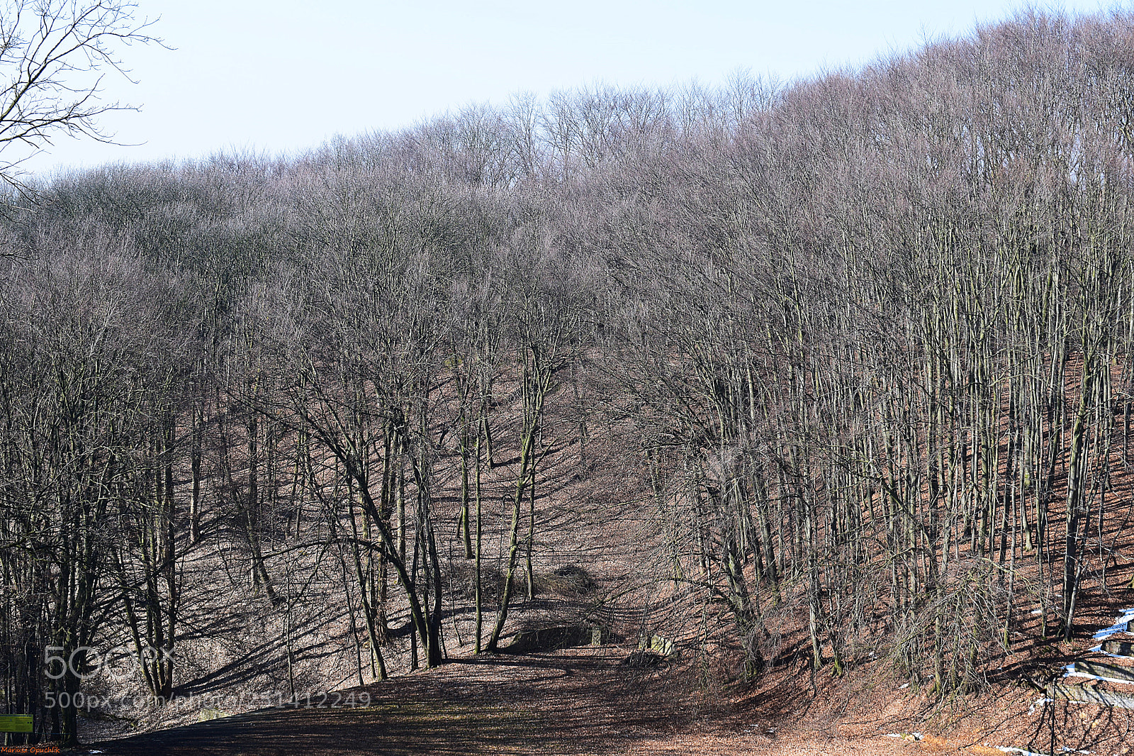 Nikon D5300 sample photo. Forest photography