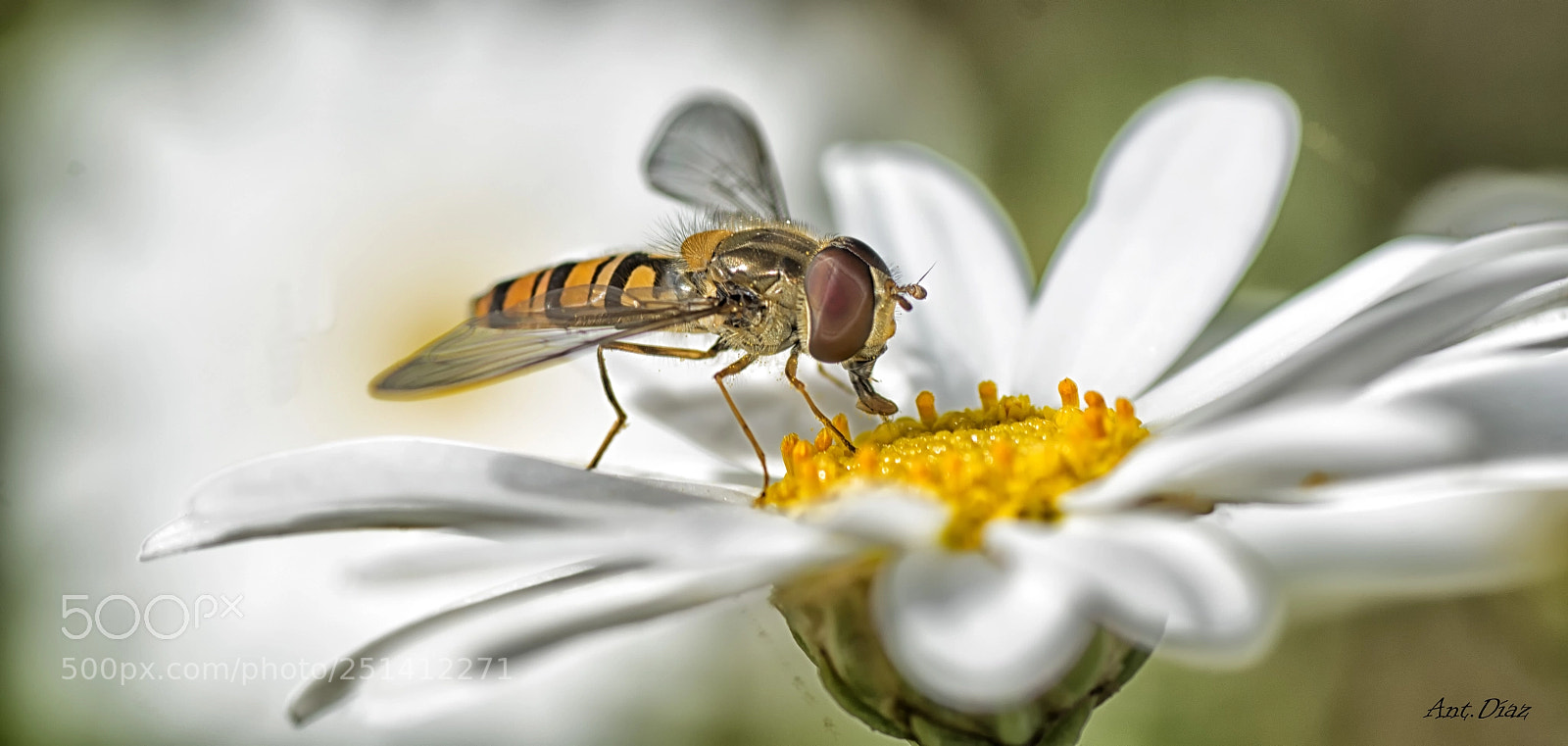 Nikon D7100 sample photo. Cernidora photography